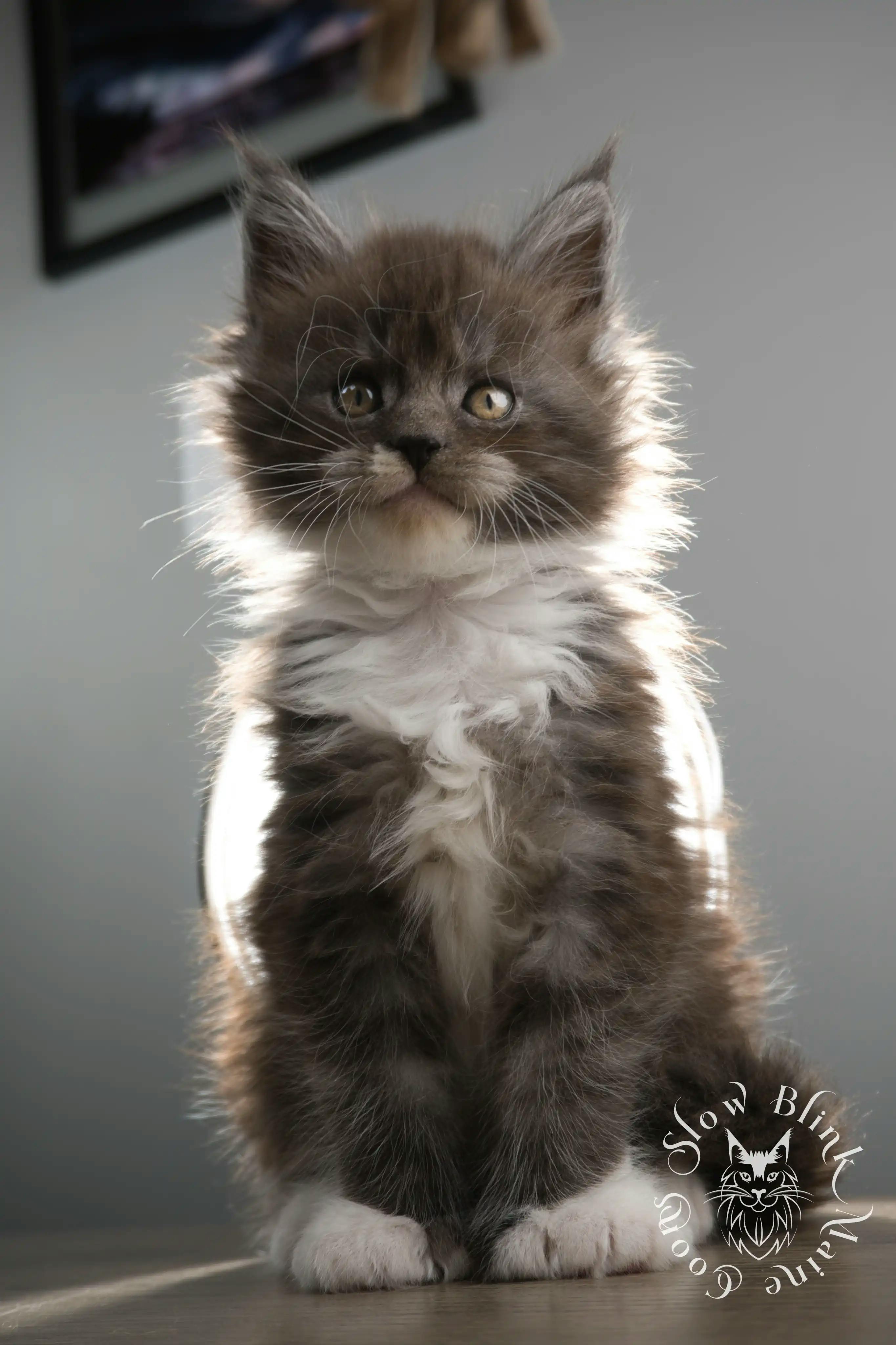 Bicolor Maine Coon Kittens > bicolor maine coon kitten | slowblinkmainecoons | ems code ns as 03 09 | 02 | 163