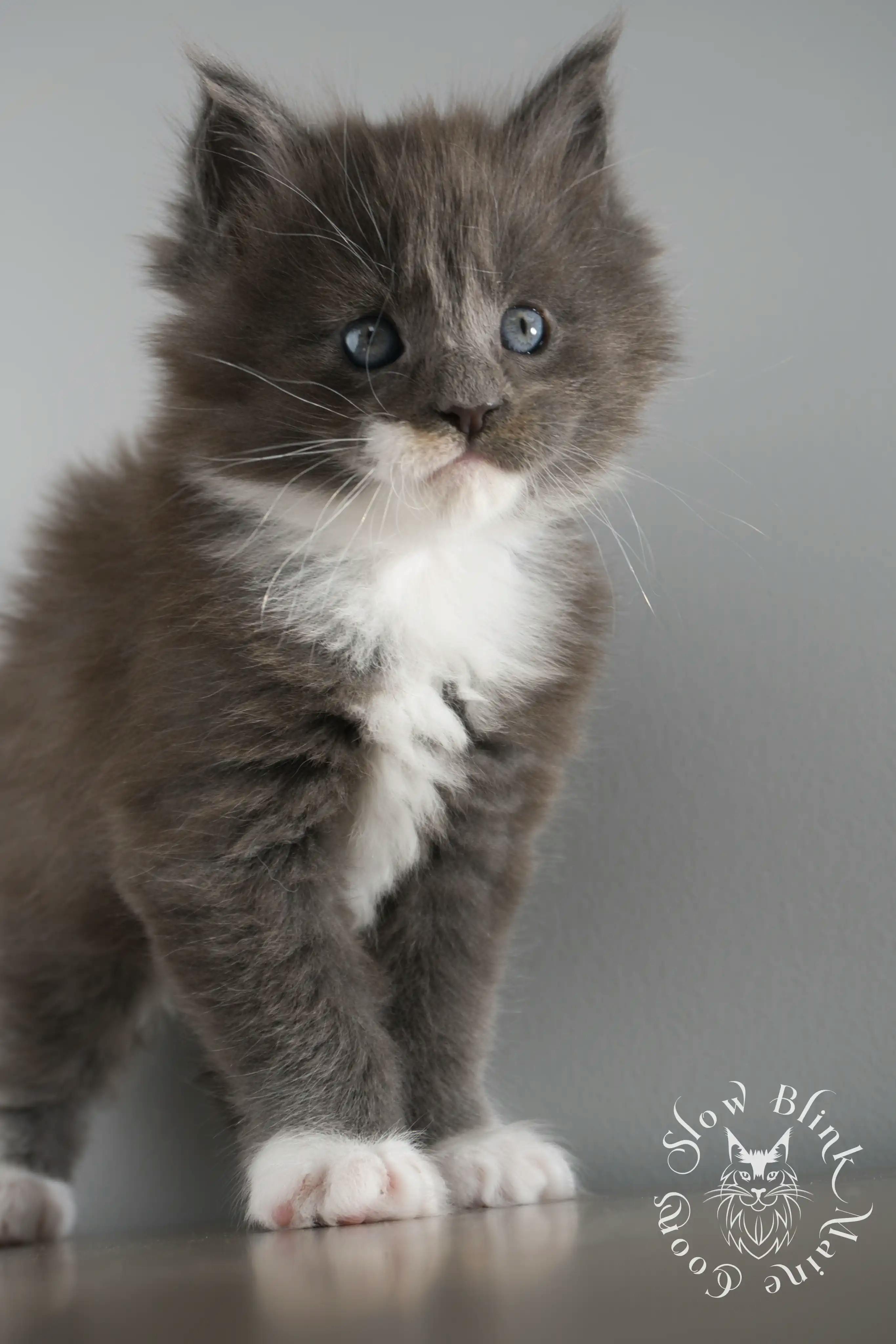 Bicolor Maine Coon Kittens > bicolor maine coon kitten | slowblinkmainecoons | ems code ns as 03 09 | 02 | 165