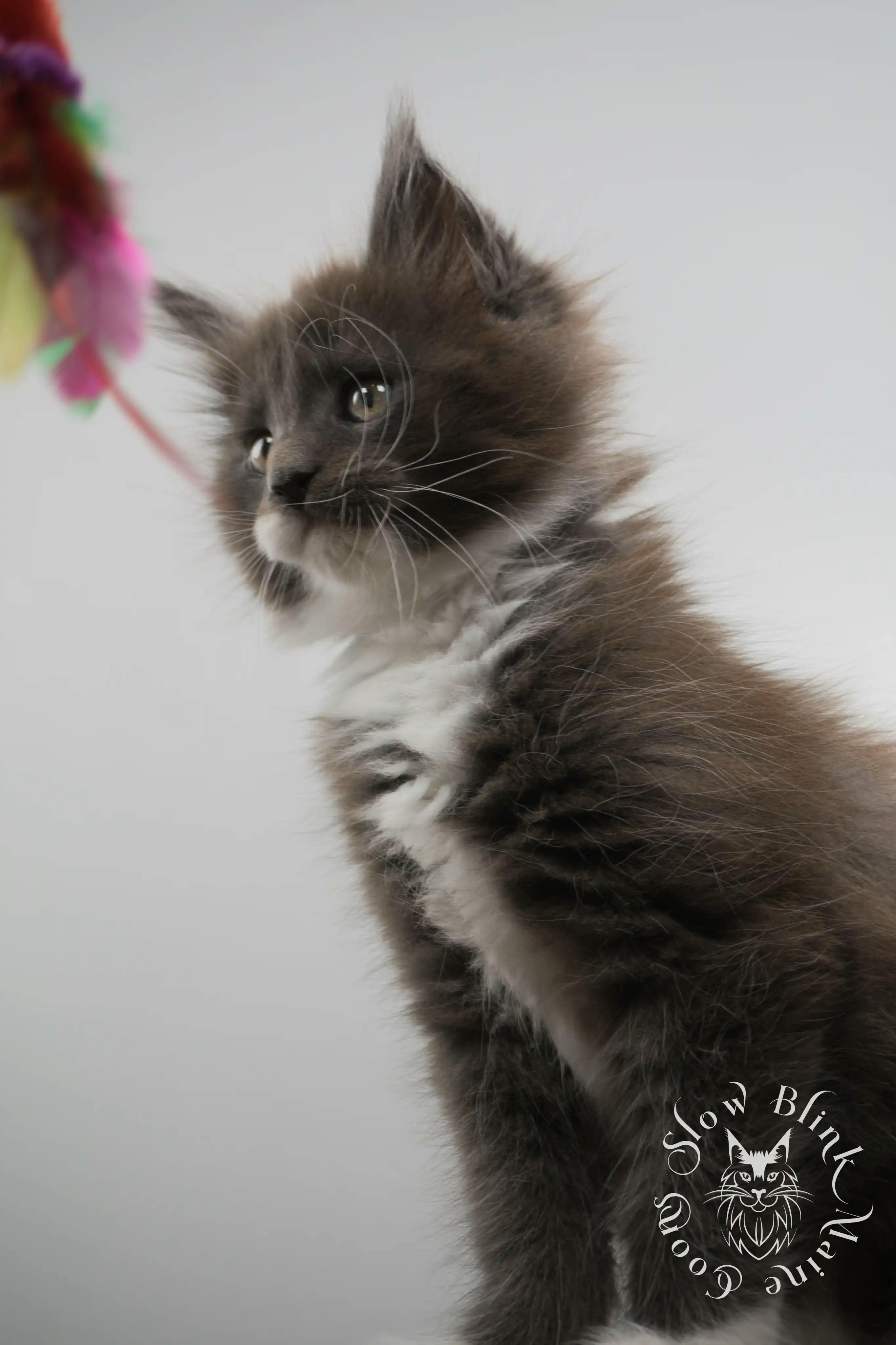 Bicolor Maine Coon Kittens > bicolor maine coon kitten | slowblinkmainecoons | ems code ns as 03 09 | 02 | 167