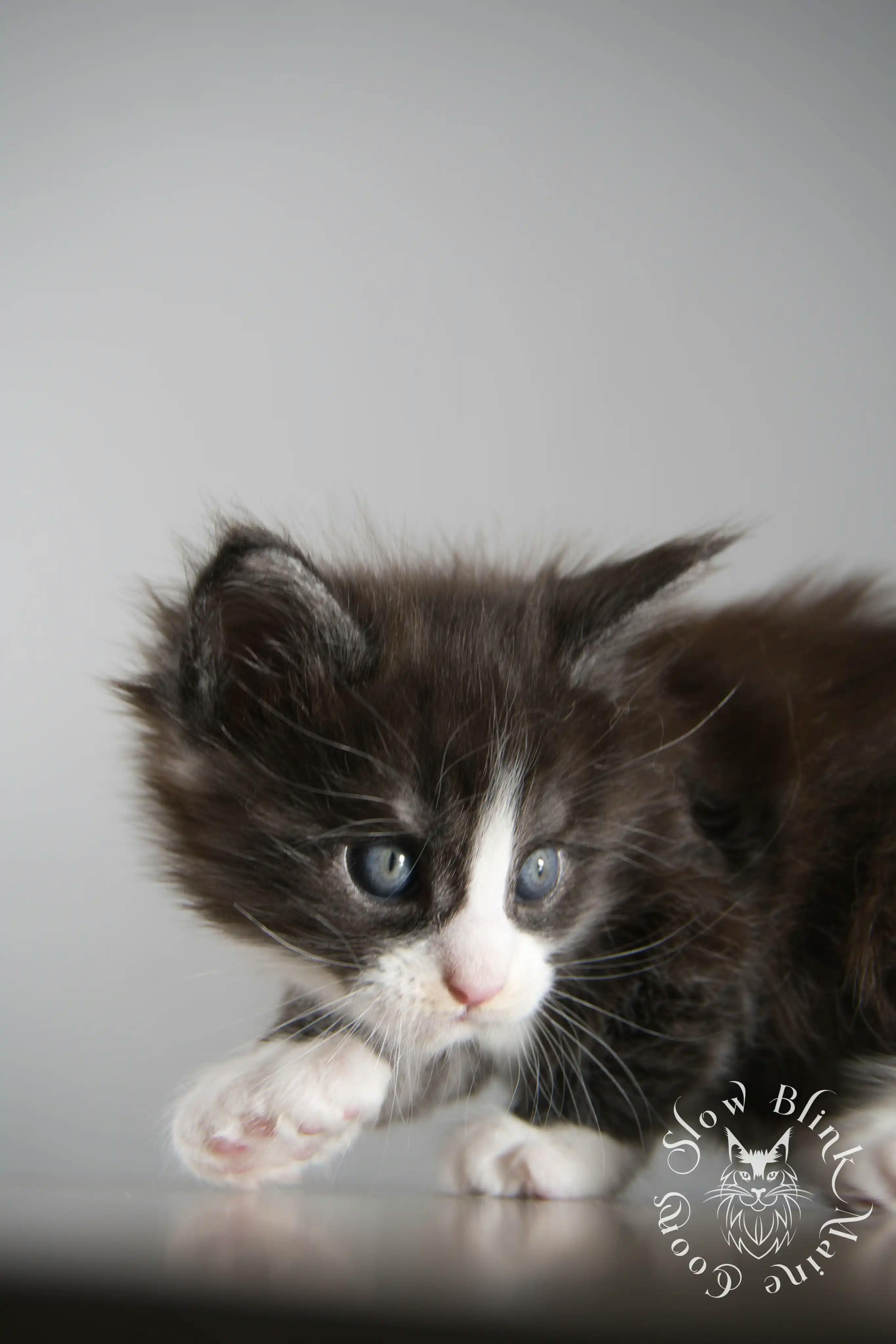 Bicolor Maine Coon Kittens > bicolor maine coon kitten | slowblinkmainecoons | ems code ns as 03 09 | 02 | 169