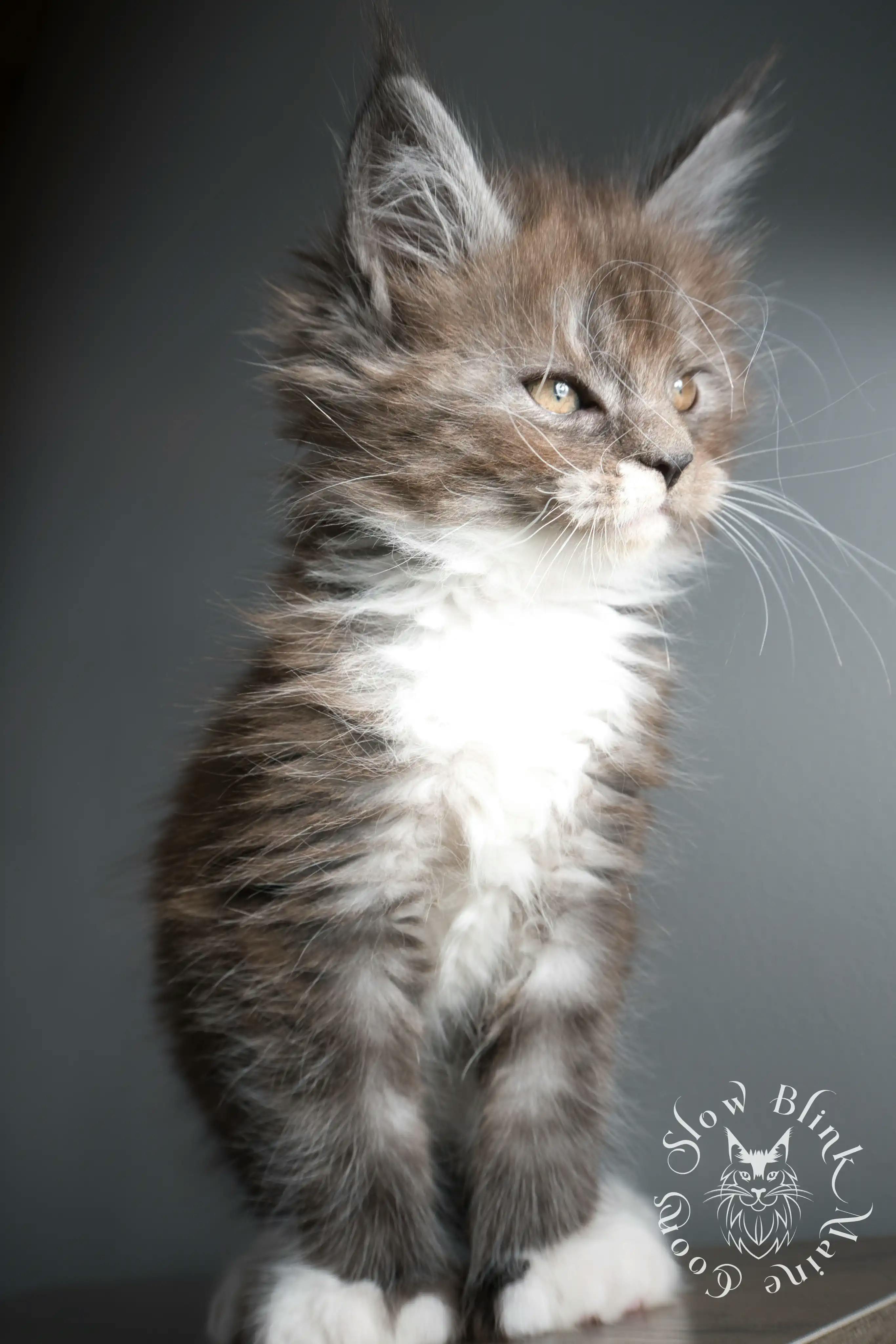 Bicolor Maine Coon Kittens > bicolor maine coon kitten | slowblinkmainecoons | ems code ns as 03 09 | 02 | 171