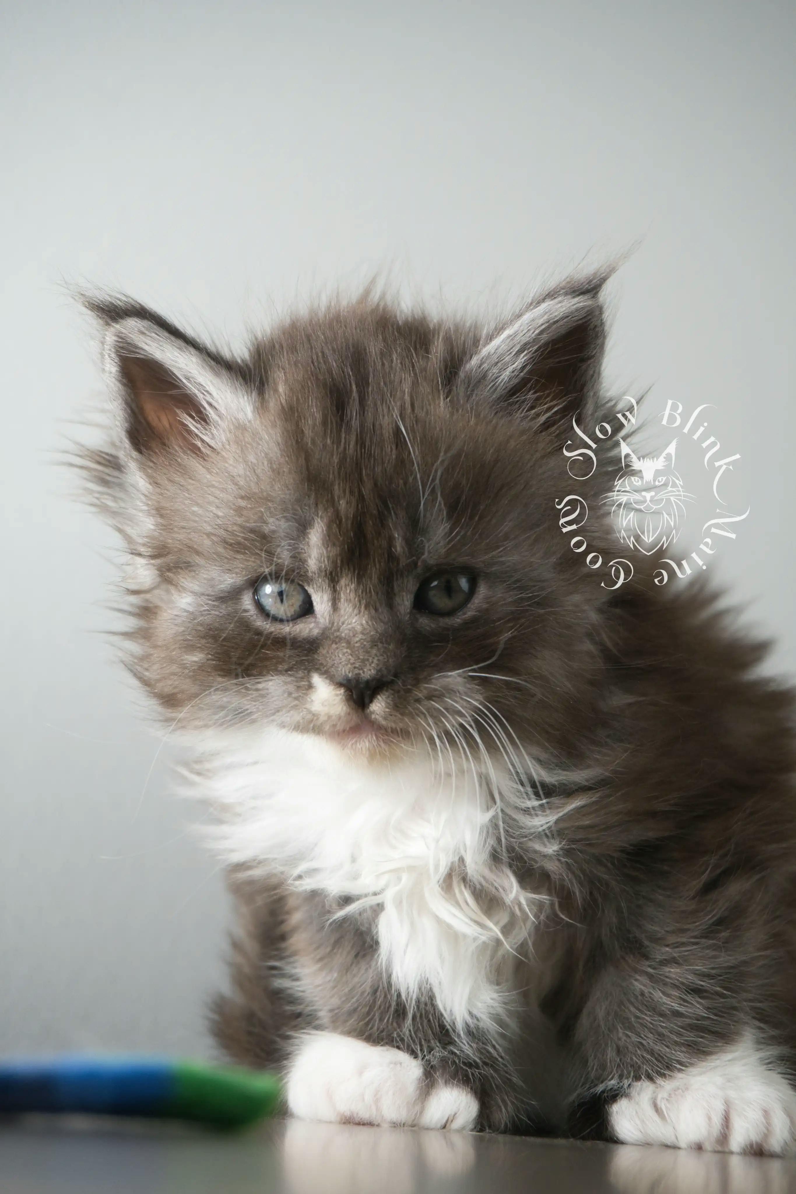 Bicolor Maine Coon Kittens > bicolor maine coon kitten | slowblinkmainecoons | ems code ns as 03 09 | 02 | 902 | 121