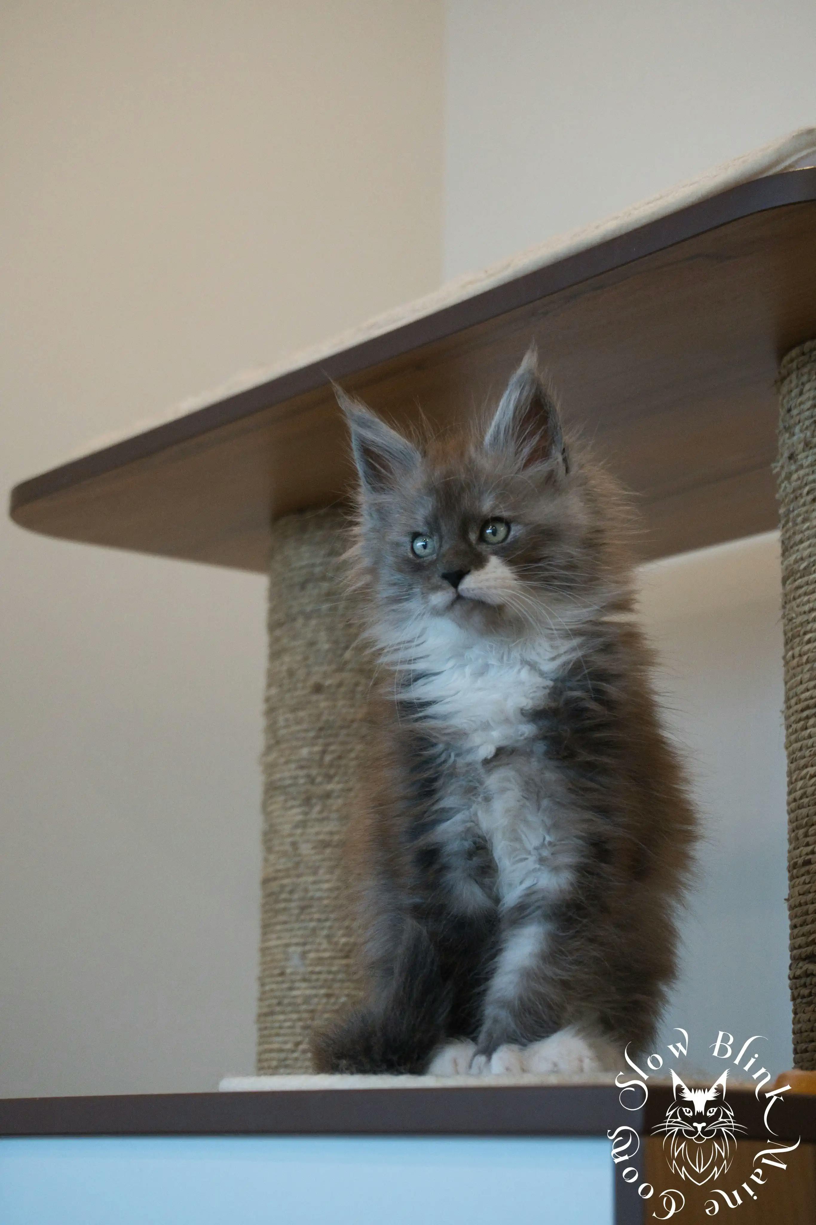 Bicolor Maine Coon Kittens > bicolor maine coon kitten | slowblinkmainecoons | ems code ns as 03 09 | 102