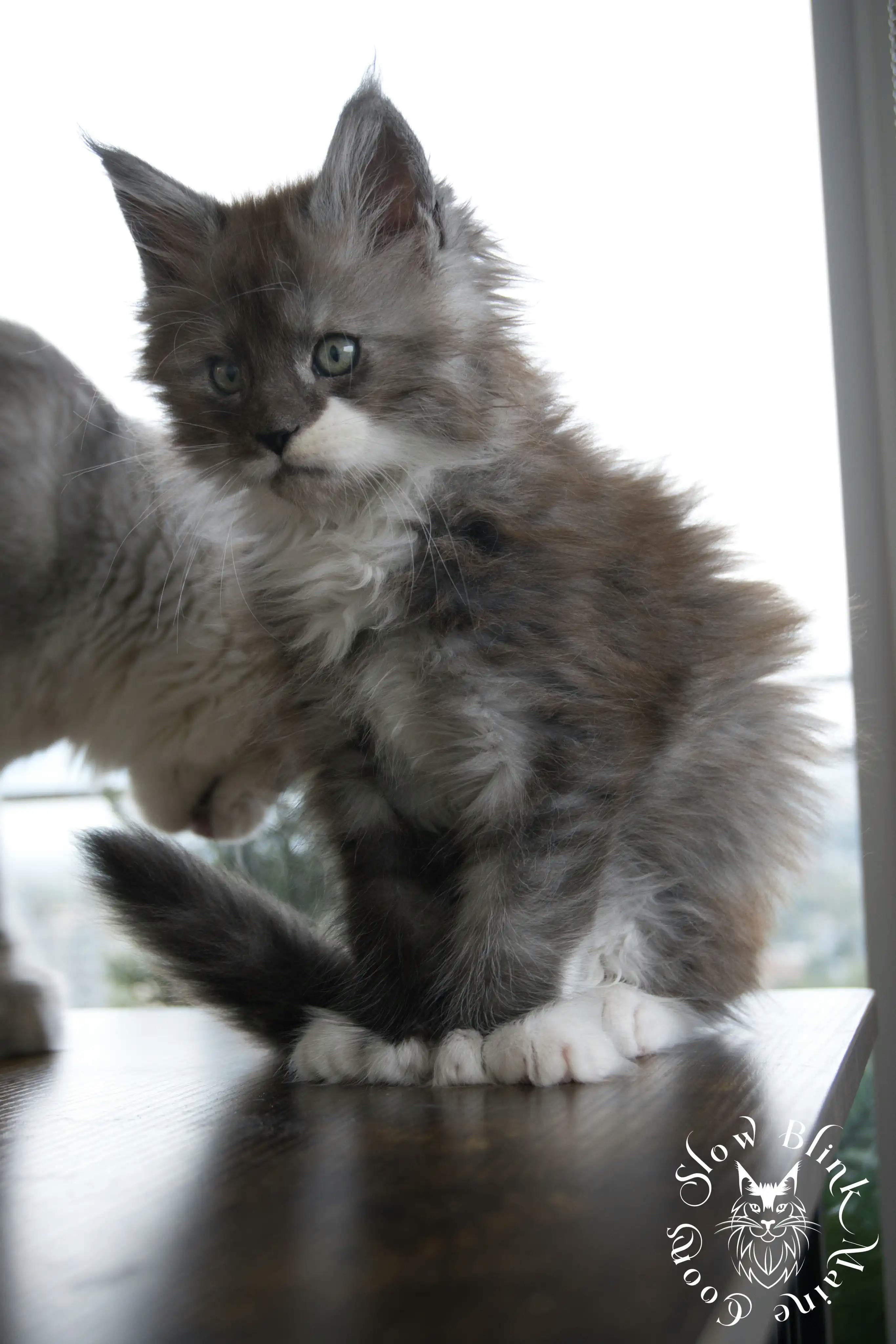 Bicolor Maine Coon Kittens > bicolor maine coon kitten | slowblinkmainecoons | ems code ns as 03 09 | 93