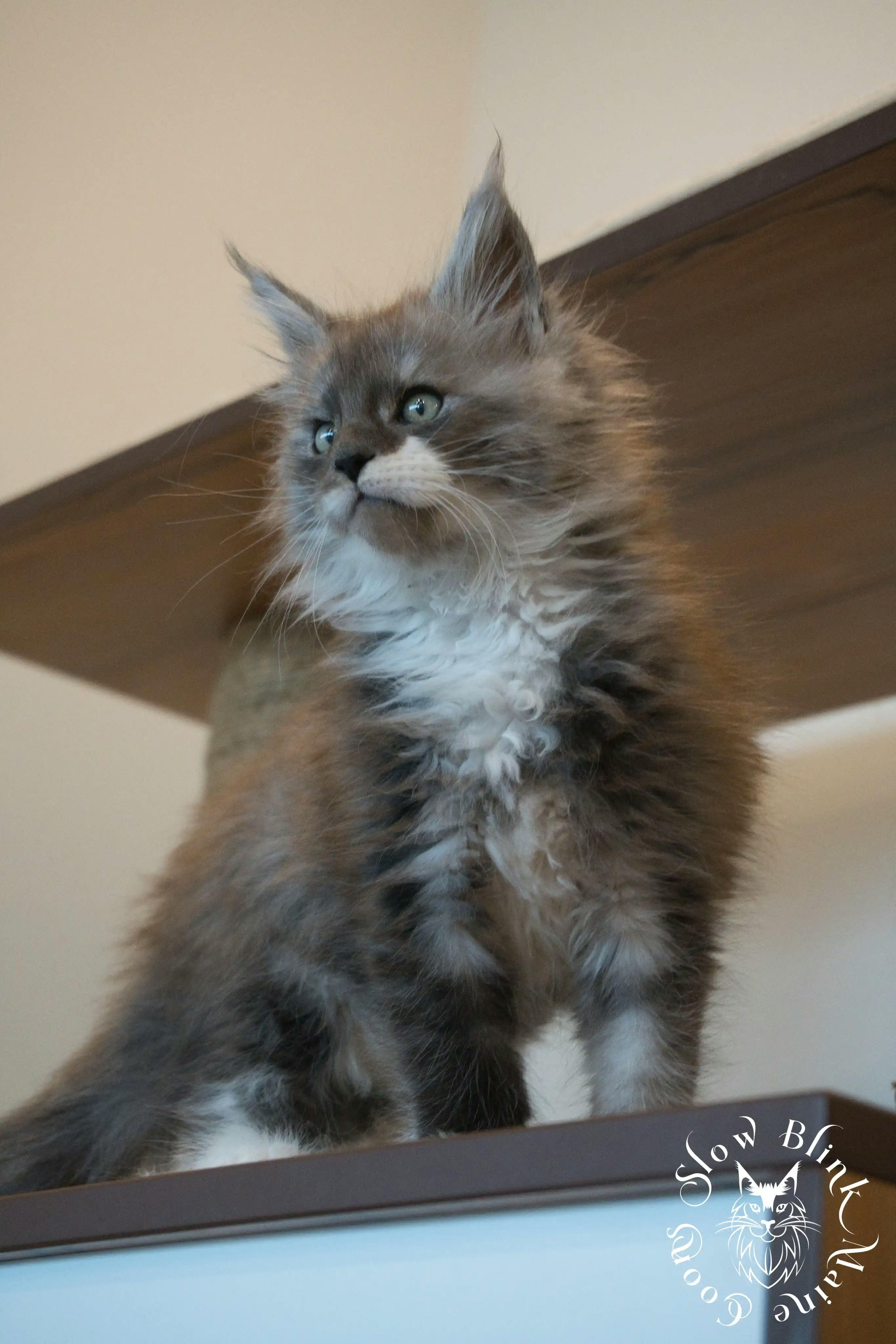 Bicolor Maine Coon Kittens > bicolor maine coon kitten | slowblinkmainecoons | ems code ns as 03 09 | 94