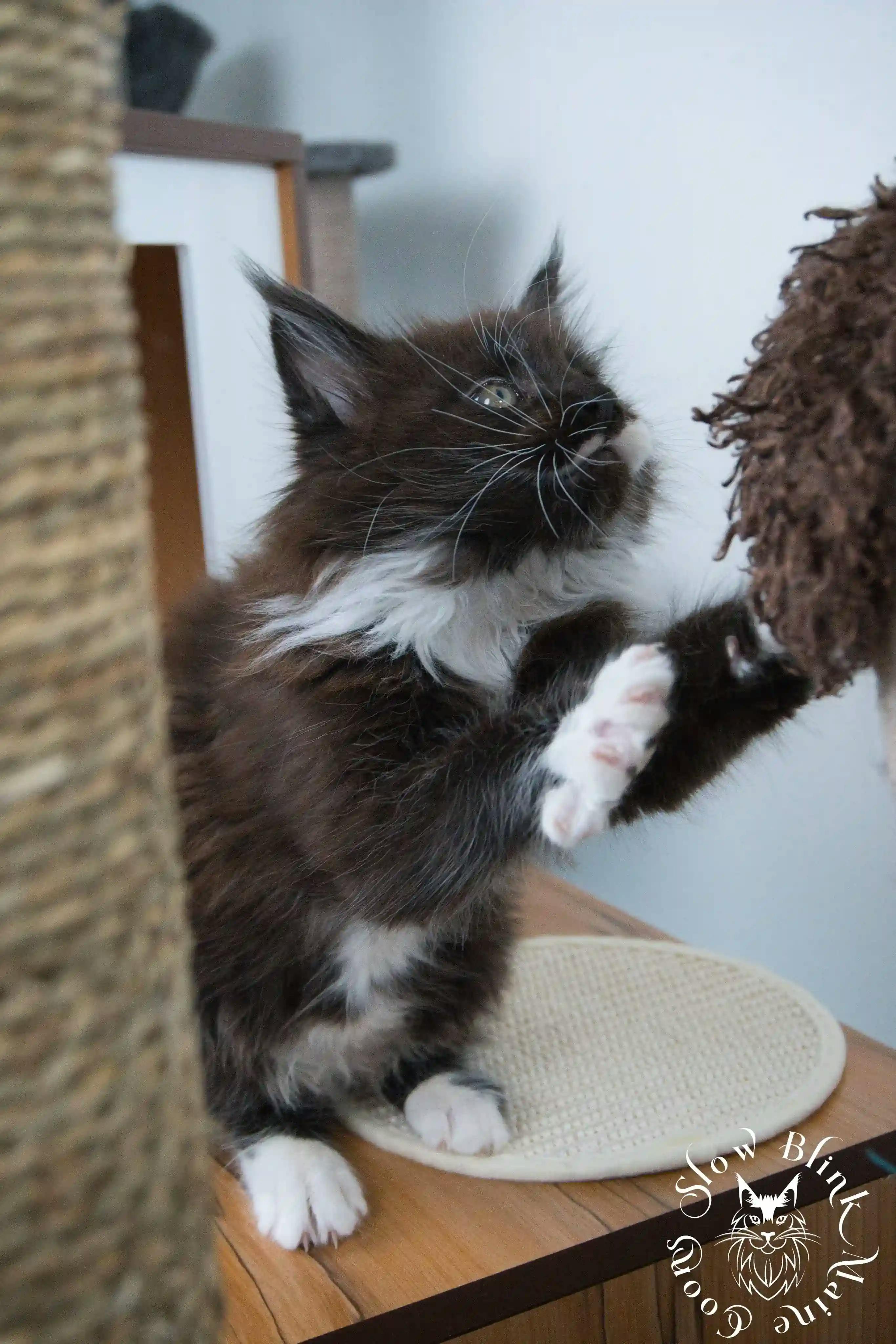 Bicolor Maine Coon Kittens > bicolor maine coon kitten | slowblinkmainecoons | ems code ns as 03 09 | 972