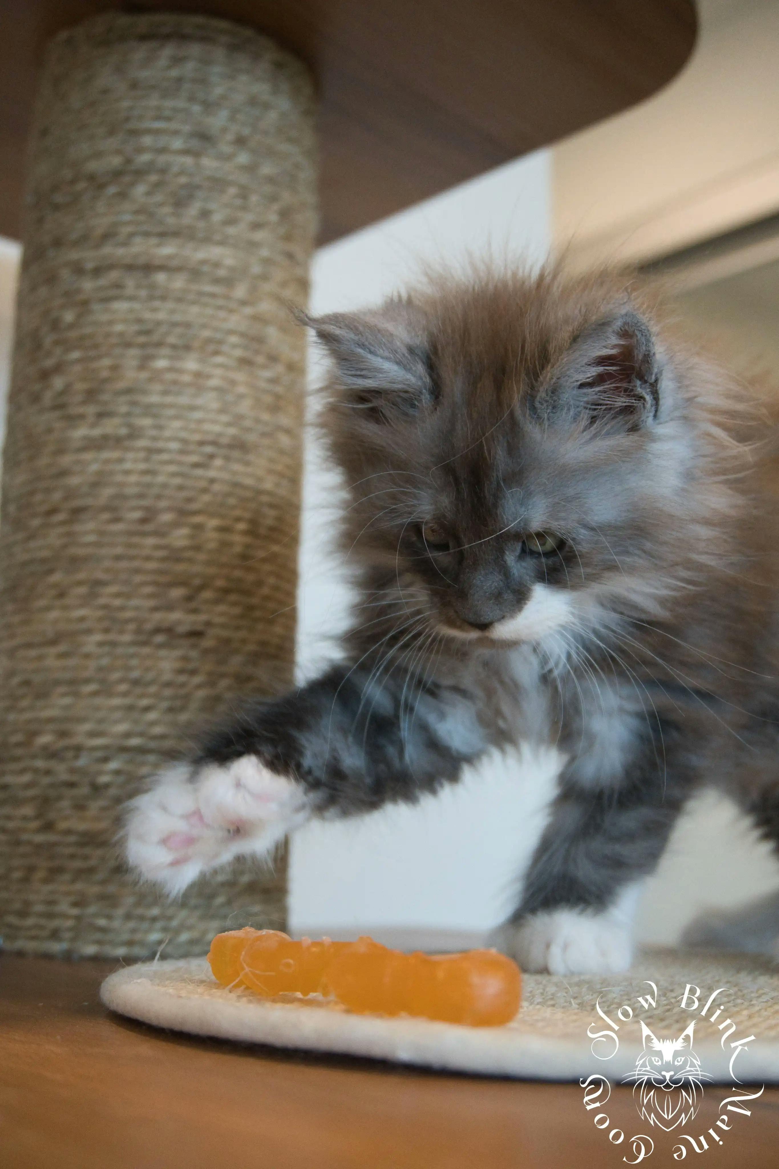 Bicolor Maine Coon Kittens > bicolor maine coon kitten | slowblinkmainecoons | ems code ns as 03 09 | 974