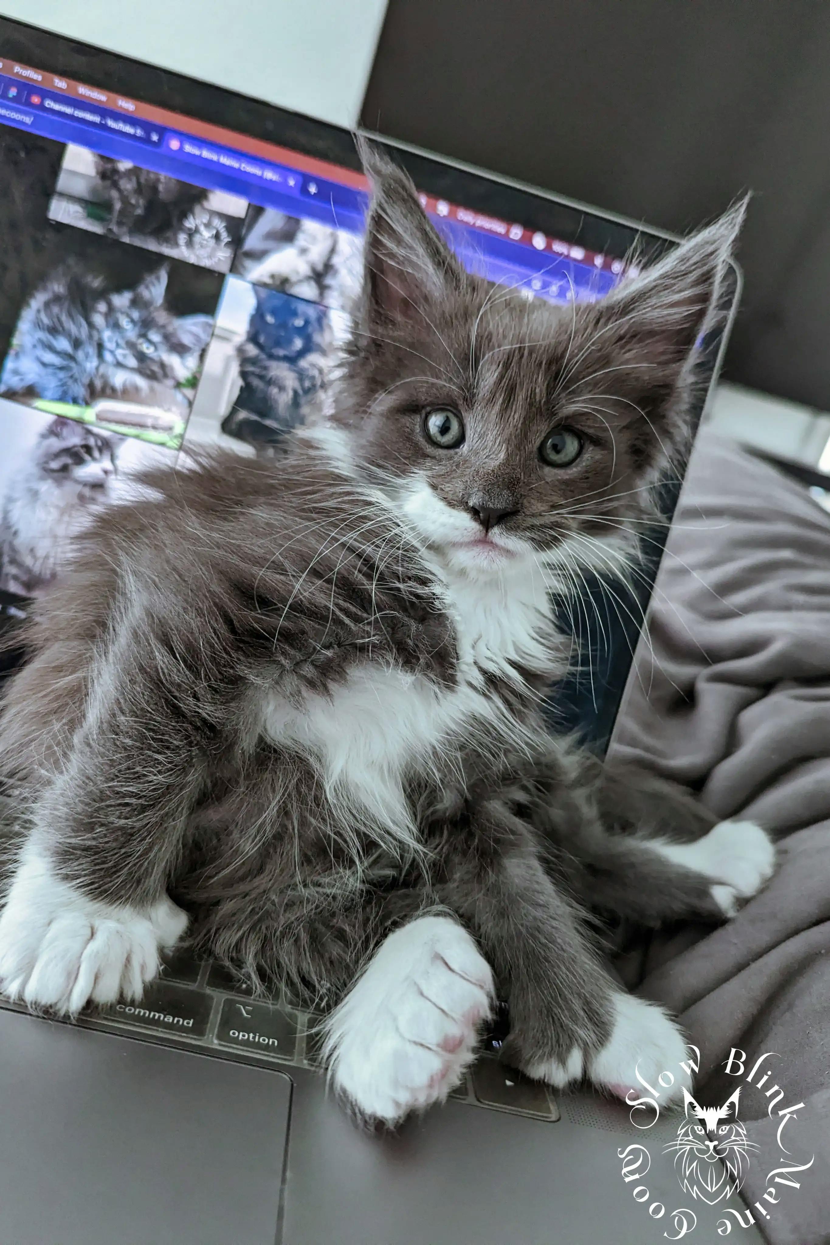 Bicolor Maine Coon Kittens > bicolor maine coon kitten | slowblinkmainecoons | ems code ns as 03 09 | 980