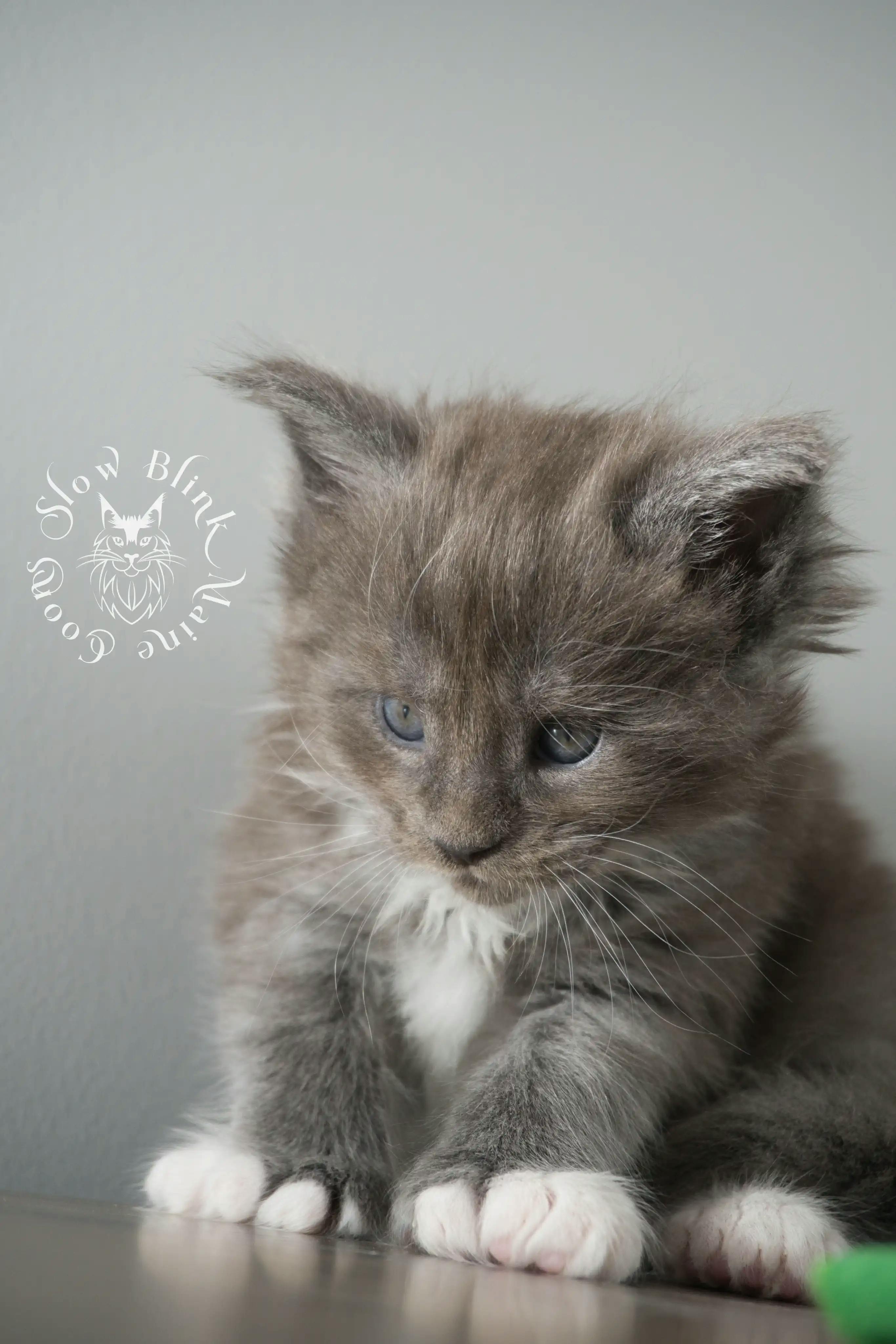 Bi Color Maine Coon Kittens Maine Coon kitten for sale (now sold or kept in the cattery) photo