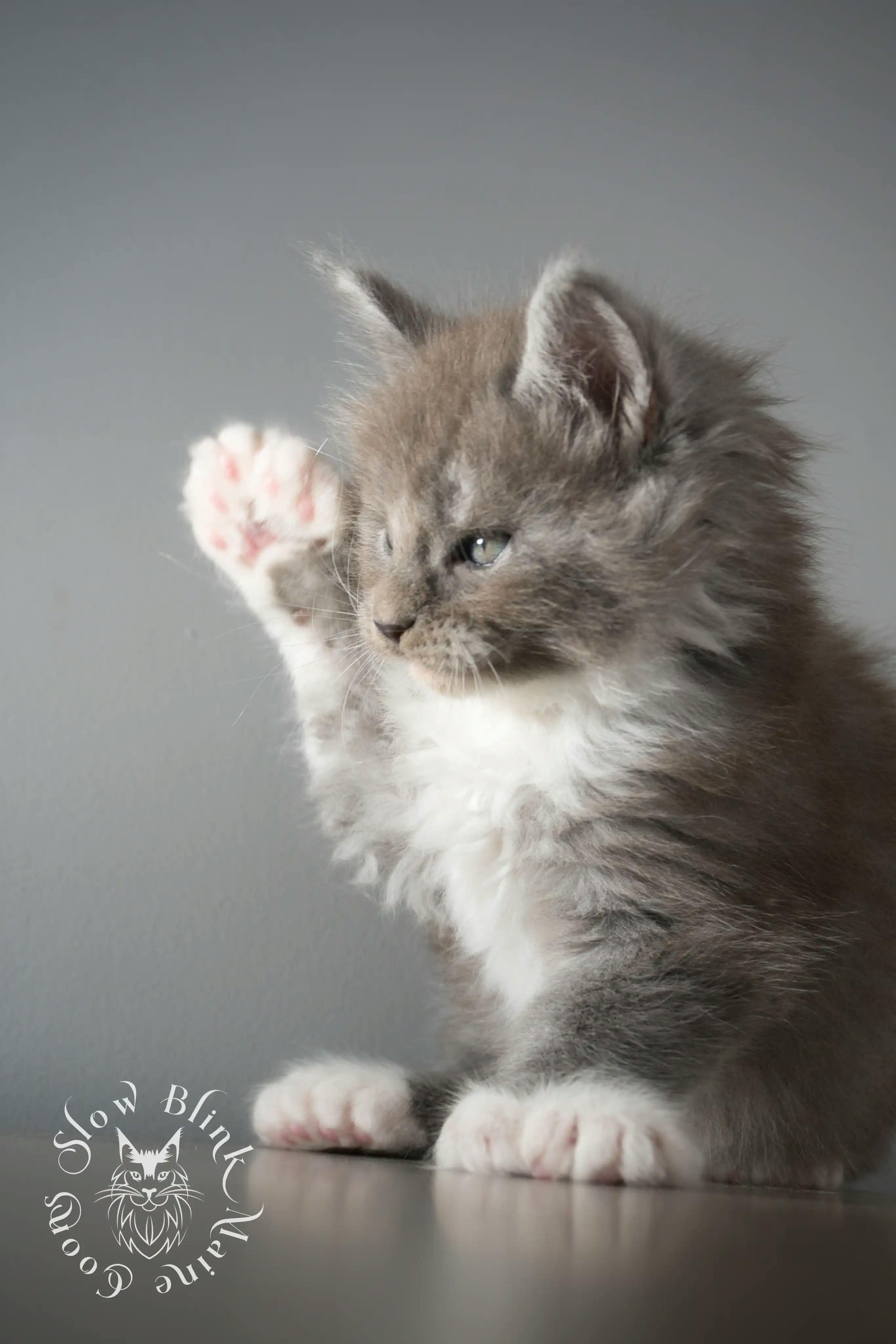 Bi Color Maine Coon Kittens Maine Coon kitten for sale (now sold or kept in the cattery) photo