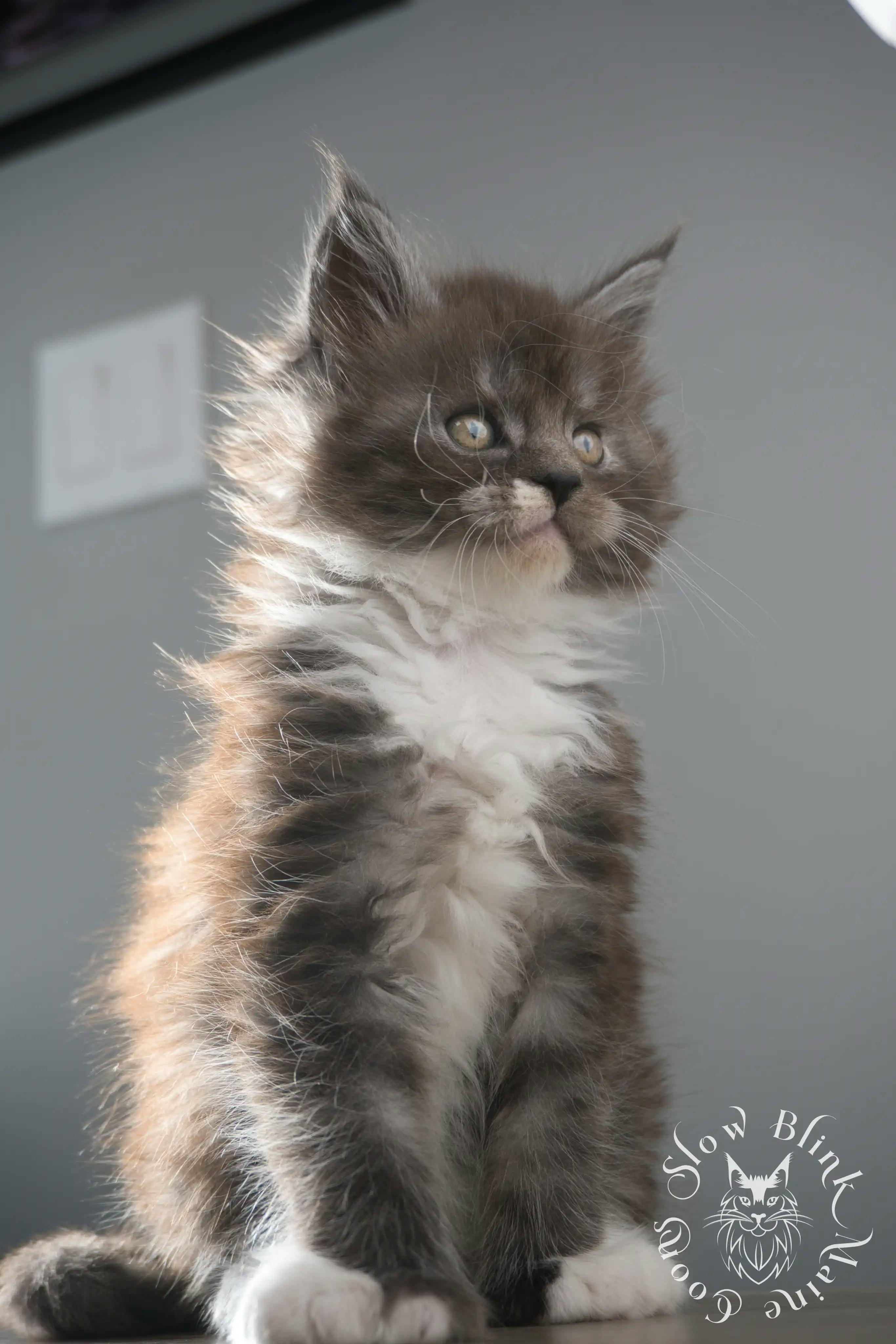 Bi Color Maine Coon Kittens Maine Coon kitten for sale (now sold or kept in the cattery) photo