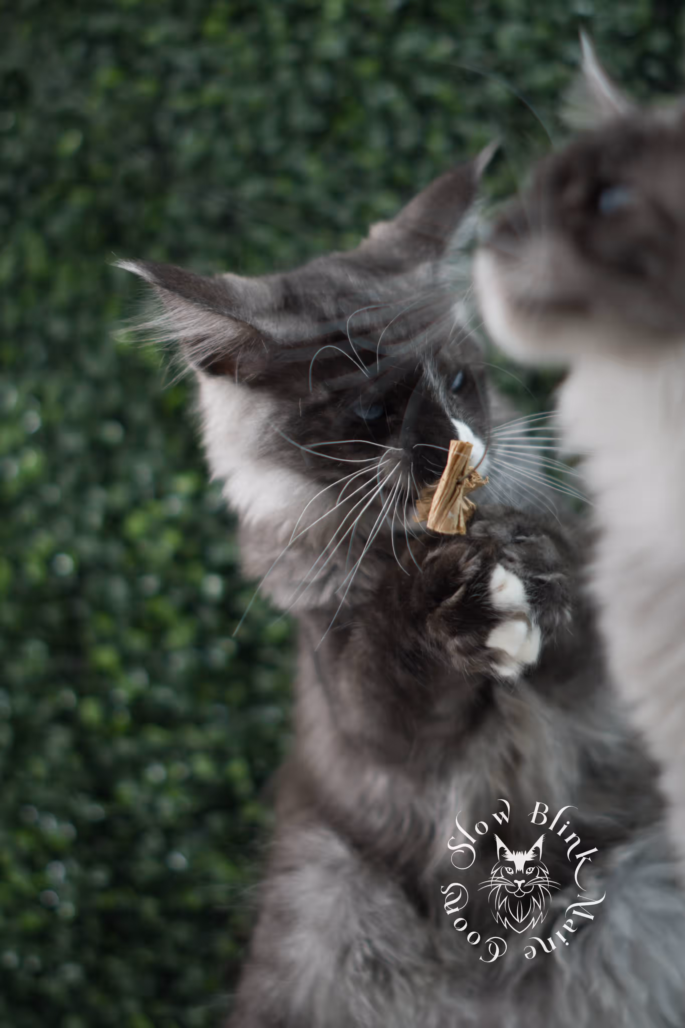 SlowBlink Maine Coons Photo > bicolor maine coon kitten male ems code mcp ns 09 61 01 poly