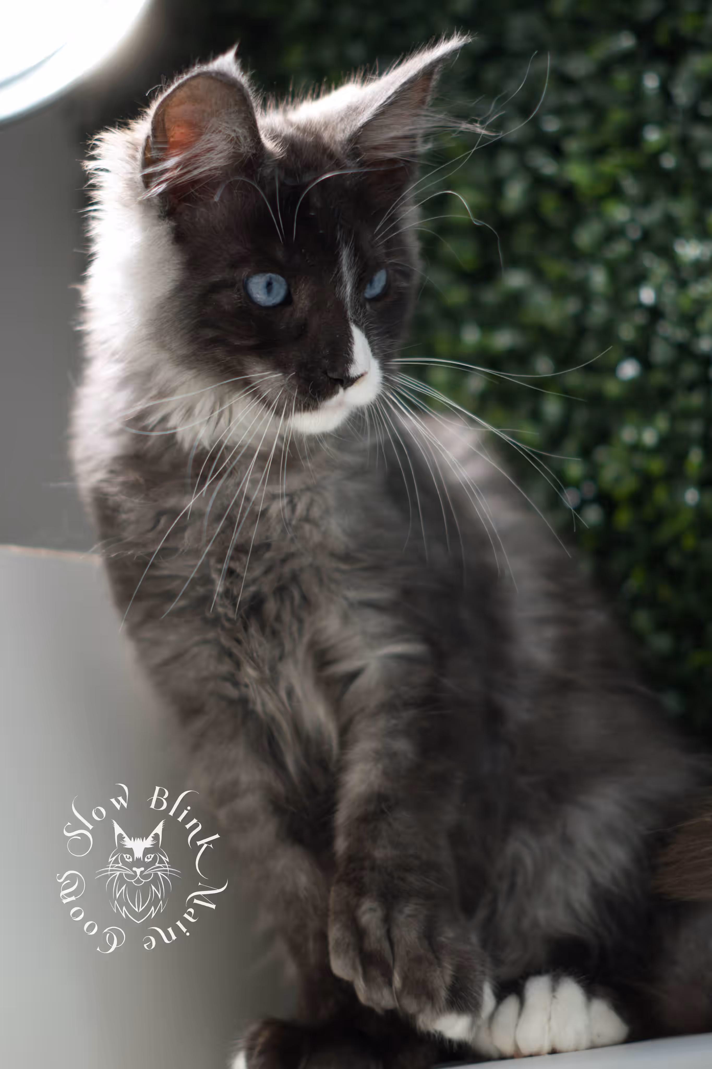 SlowBlink Maine Coons Photo > bicolor maine coon kitten male ems code mcp ns 09 61 02 poly