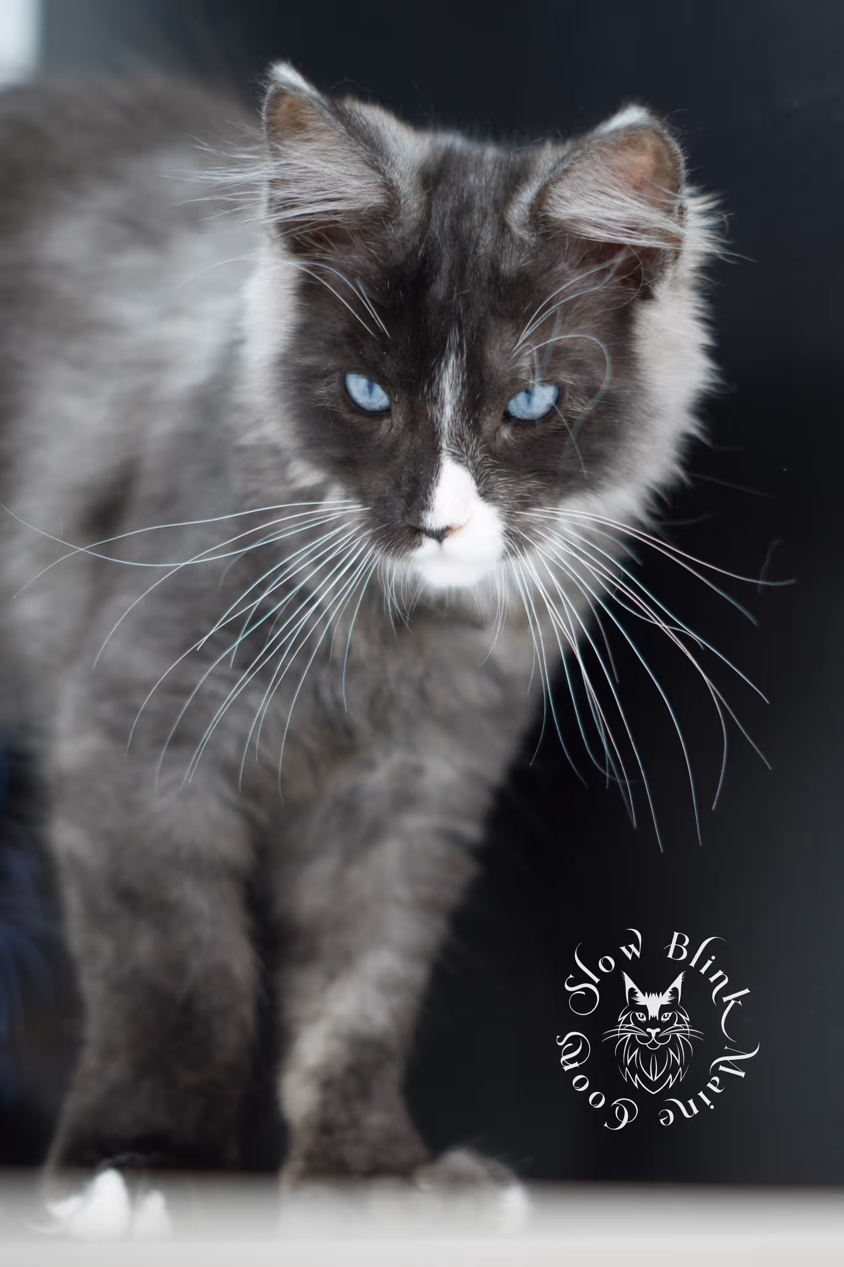 SlowBlink Maine Coons Photo > bicolor maine coon kitten male ems code mcp ns 09 61 03 poly