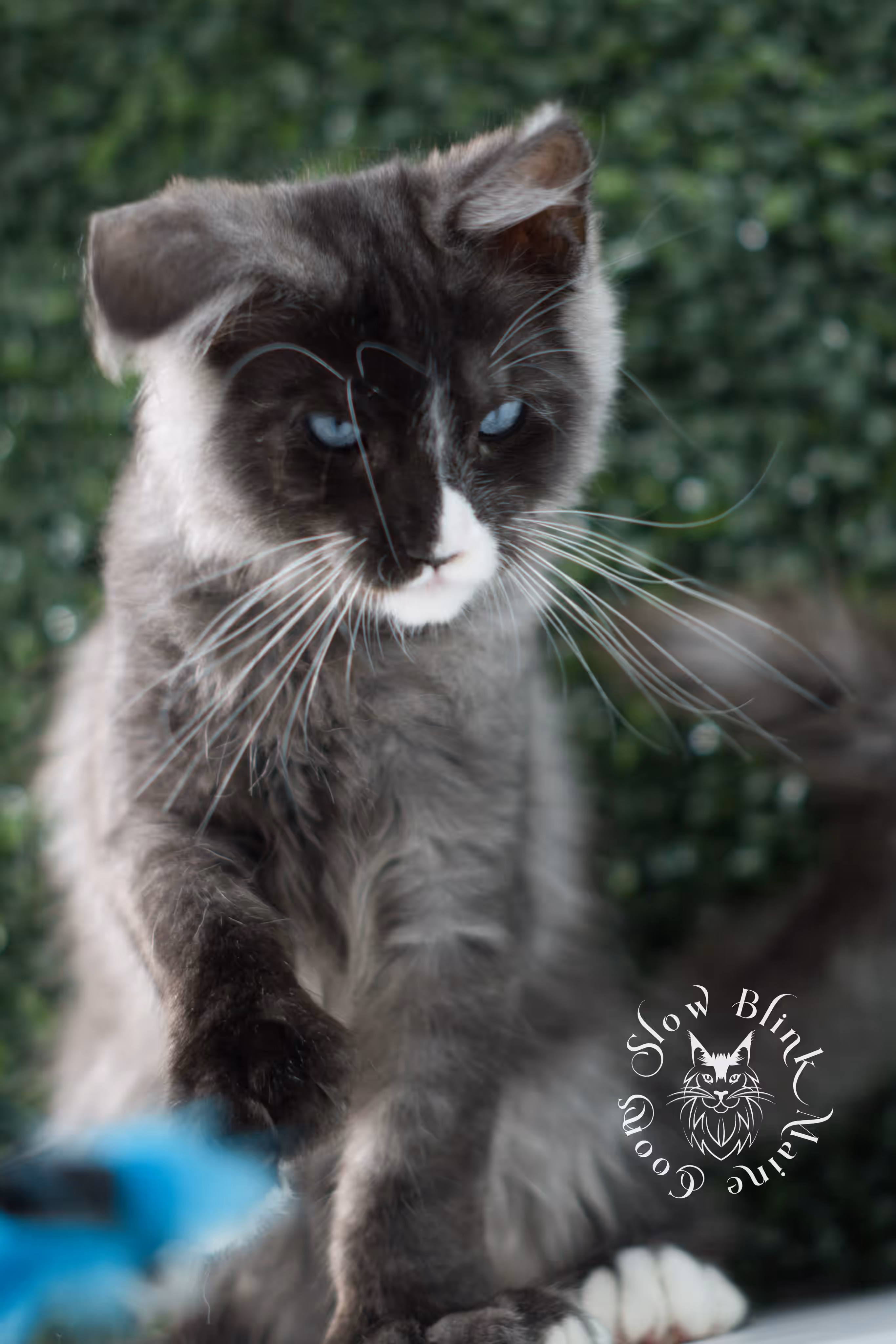 SlowBlink Maine Coons Photo > bicolor maine coon kitten male ems code mcp ns 09 61 04 poly