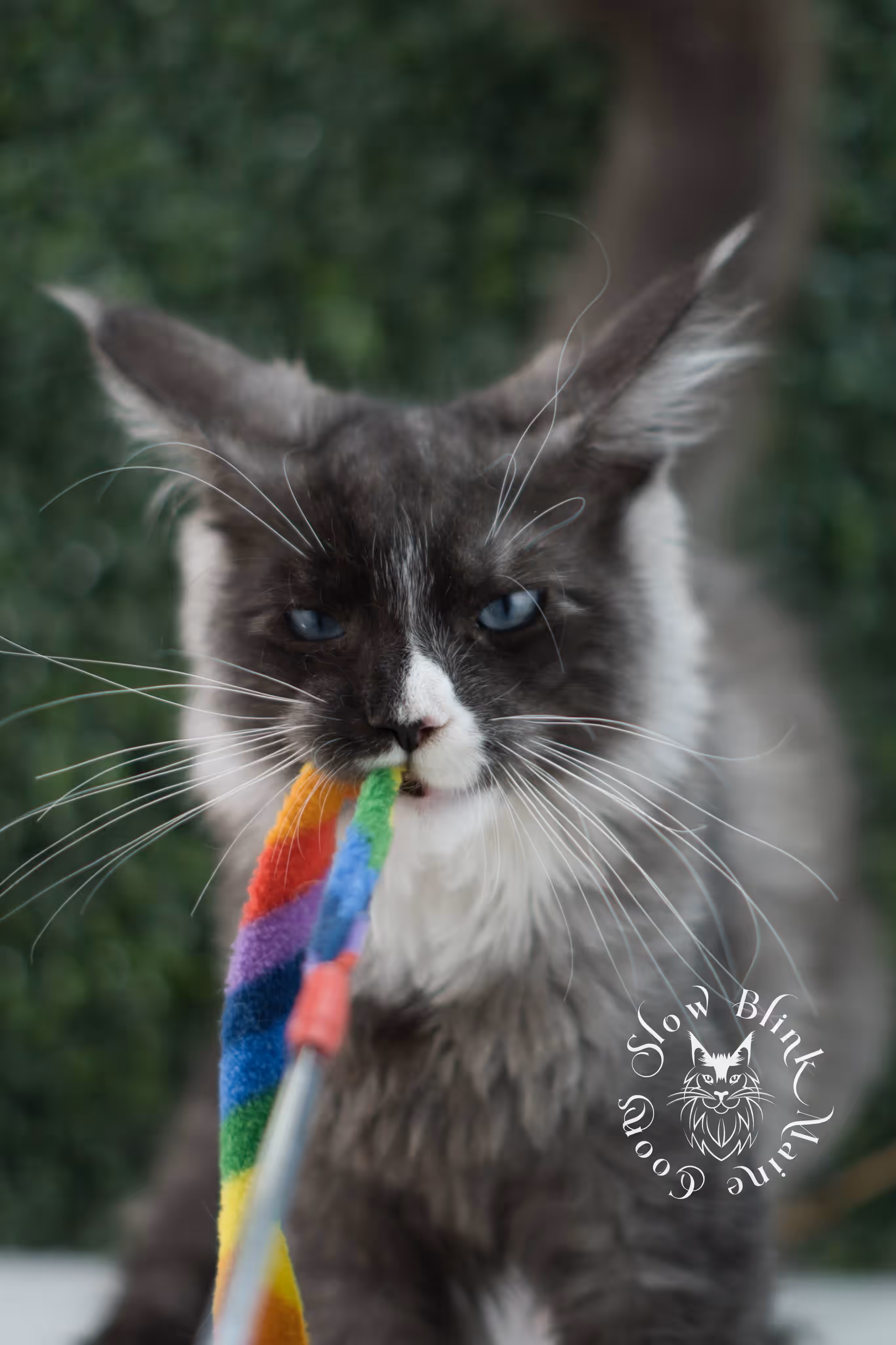 SlowBlink Maine Coons Photo > bicolor maine coon kitten male ems code mcp ns 09 61 05 poly