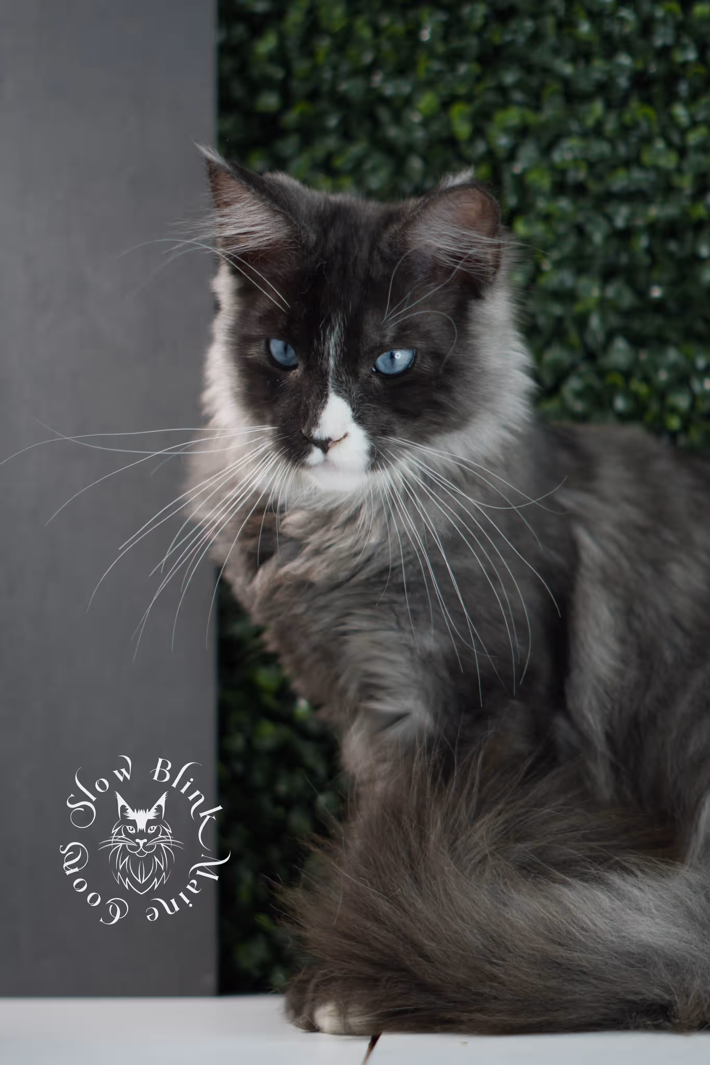 SlowBlink Maine Coons Photo > bicolor maine coon kitten male ems code mcp ns 09 61 06 poly