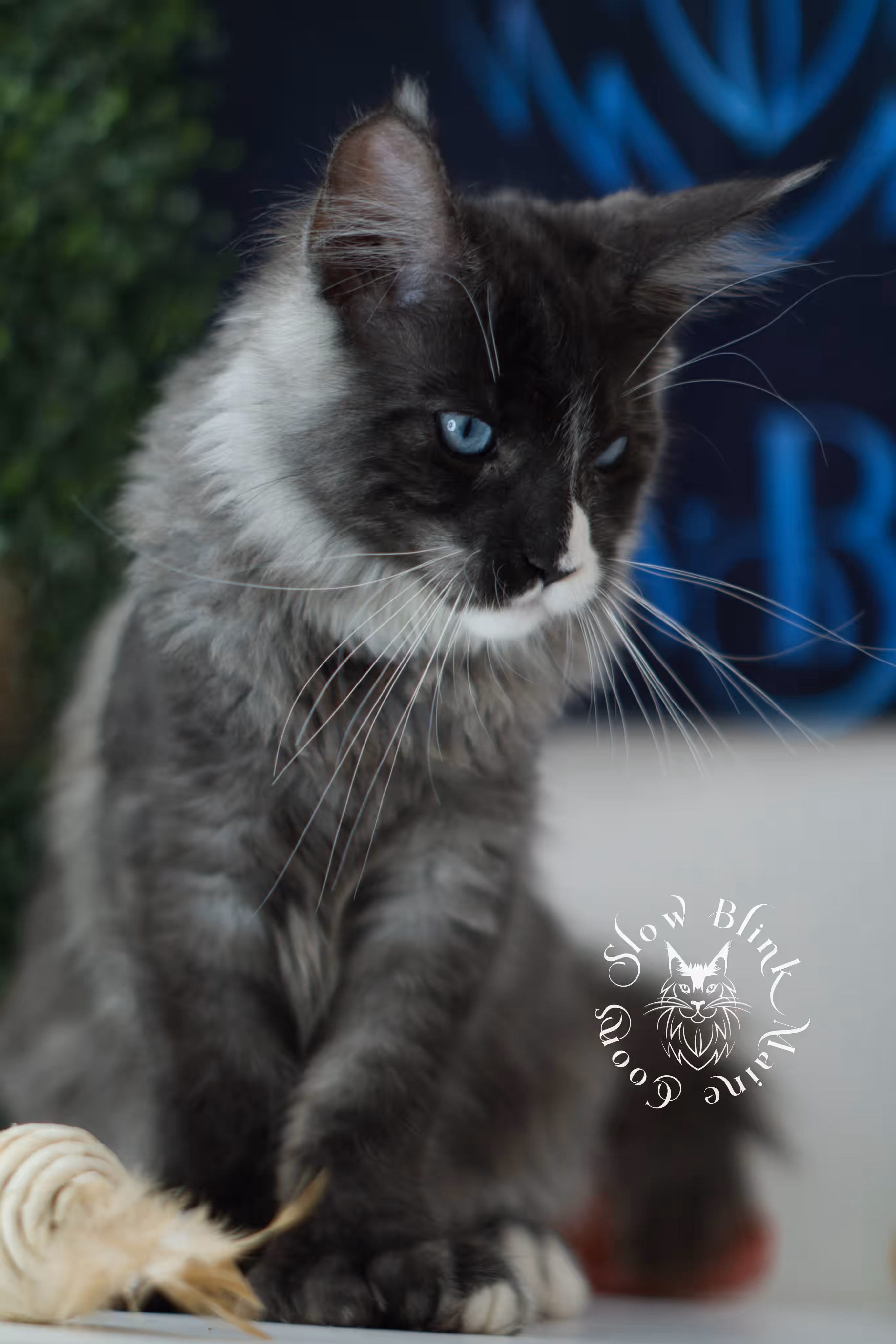 SlowBlink Maine Coons Photo > bicolor maine coon kitten male ems code mcp ns 09 61 07 poly