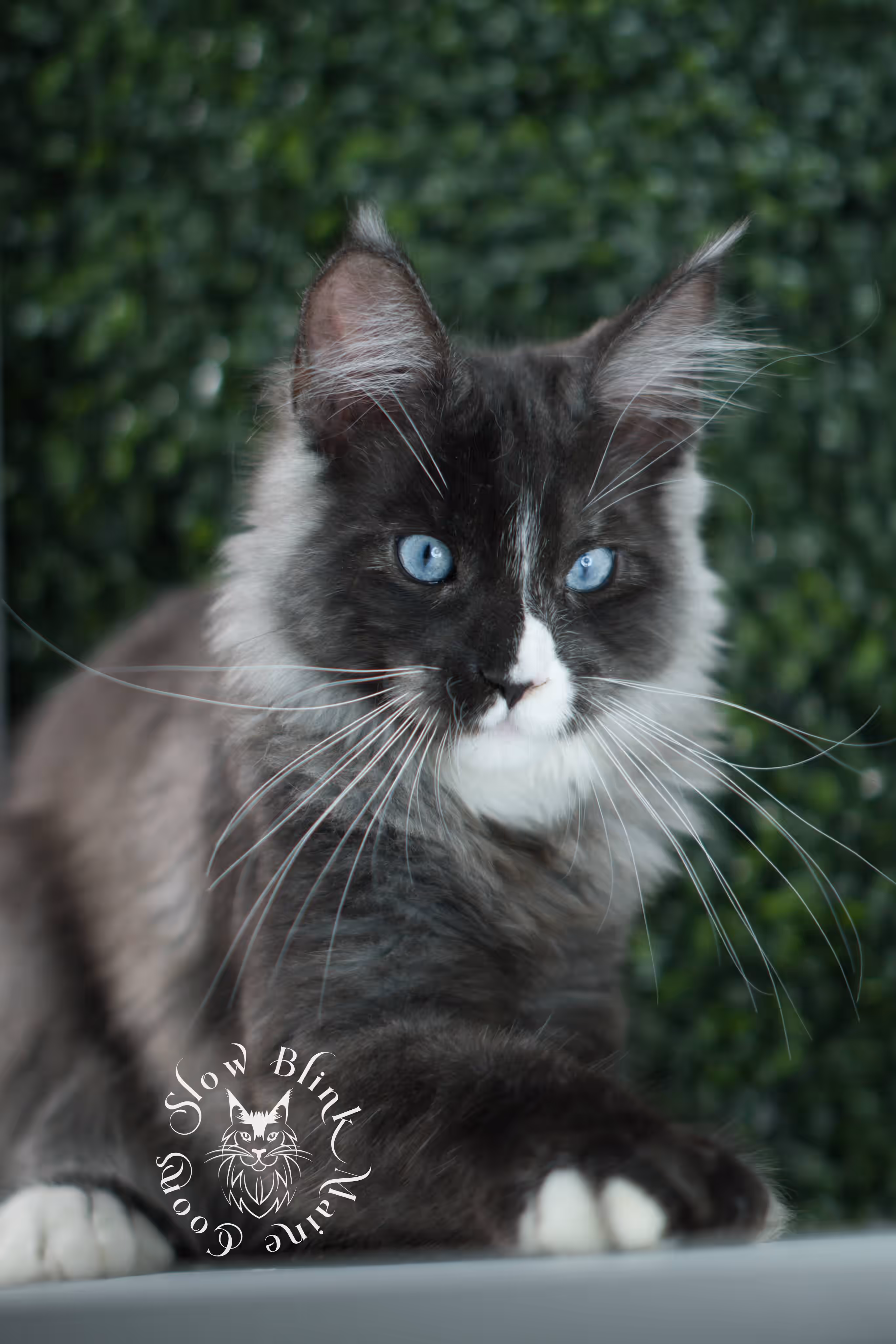 SlowBlink Maine Coons Photo > bicolor maine coon kitten male ems code mcp ns 09 61 08 poly