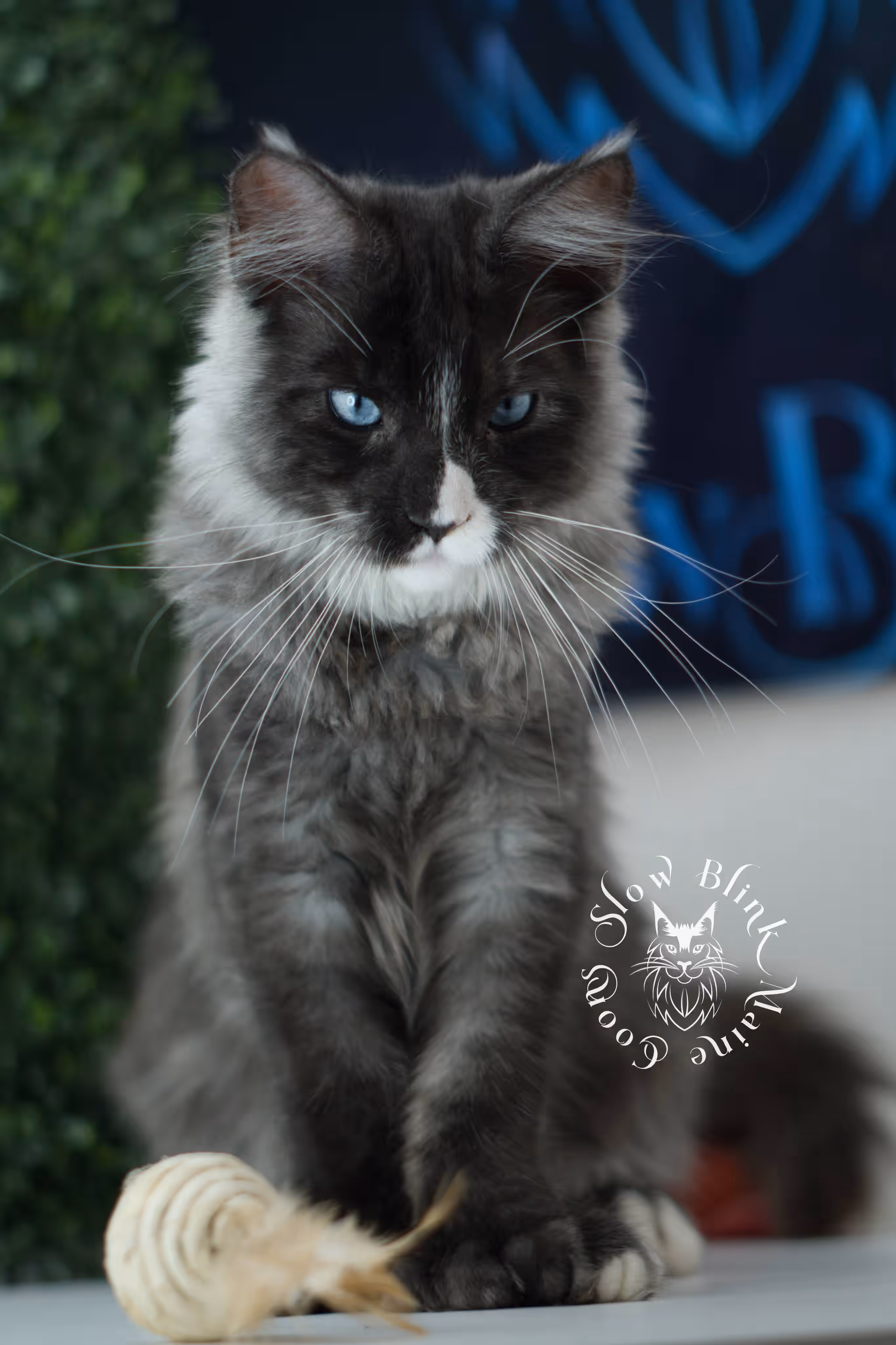 SlowBlink Maine Coons Photo > bicolor maine coon kitten male ems code mcp ns 09 61 09 poly