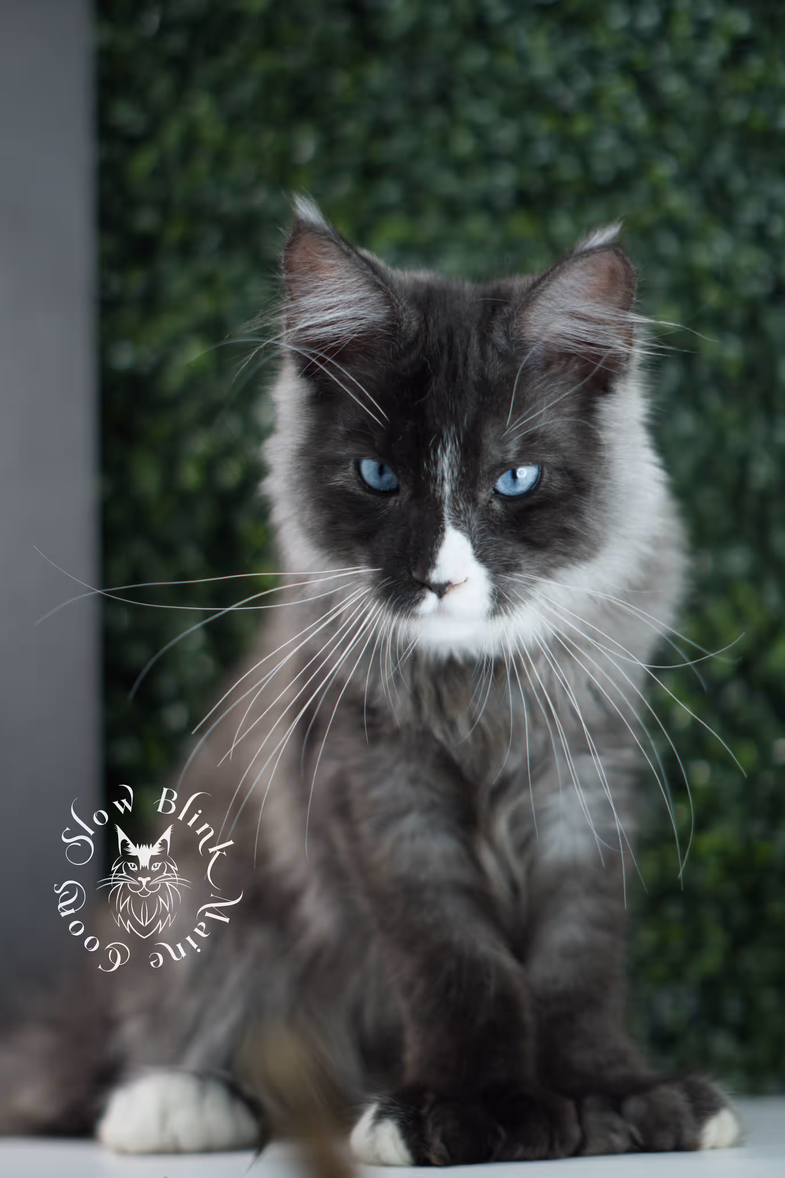 SlowBlink Maine Coons Photo > bicolor maine coon kitten male ems code mcp ns 09 61 10 poly