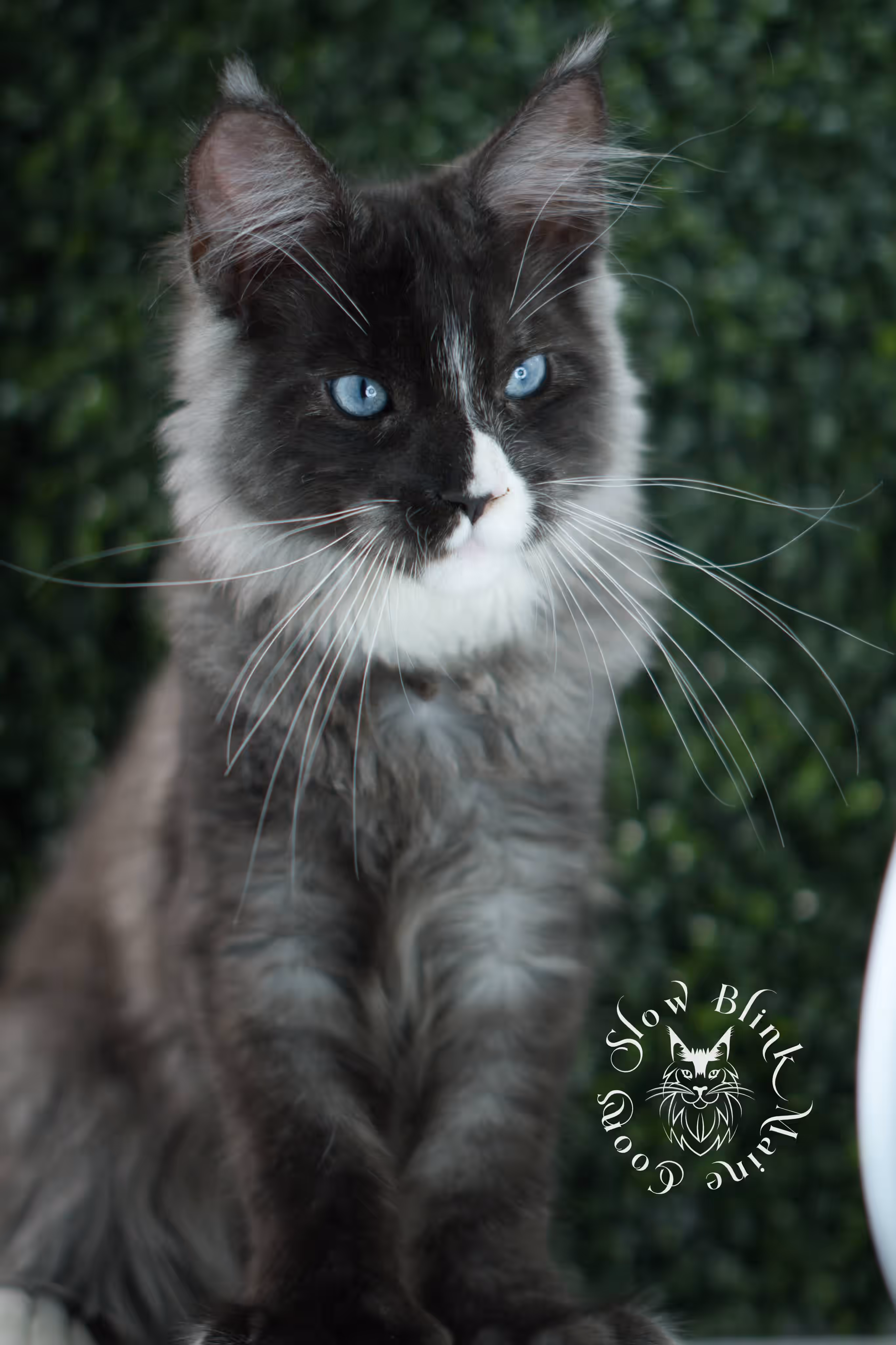 SlowBlink Maine Coons Photo > bicolor maine coon kitten male ems code mcp ns 09 61 11 poly