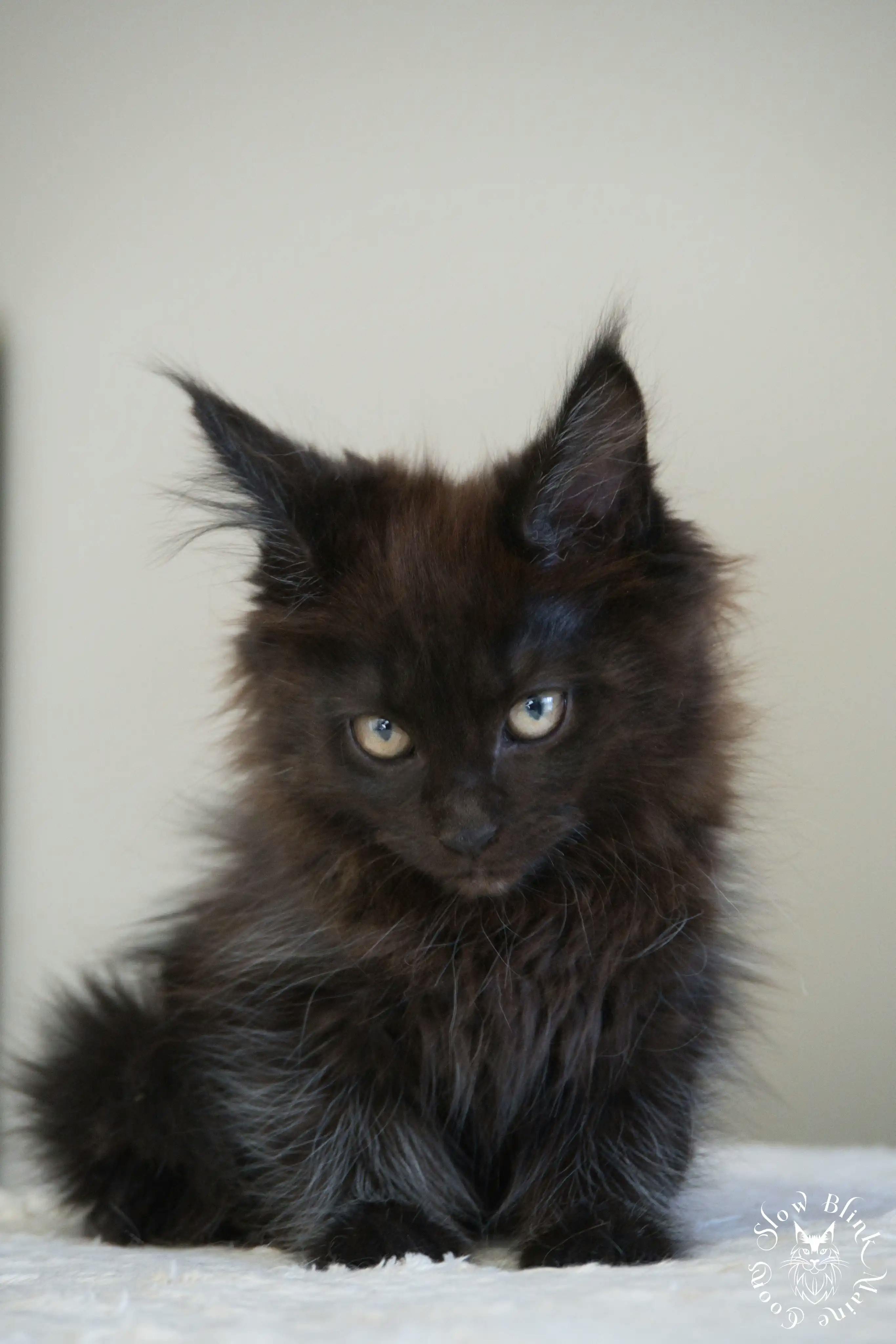 Black Maine Coon Kittens > black | maine coon kitten slowblinkmainecoons | ems code n | 01
