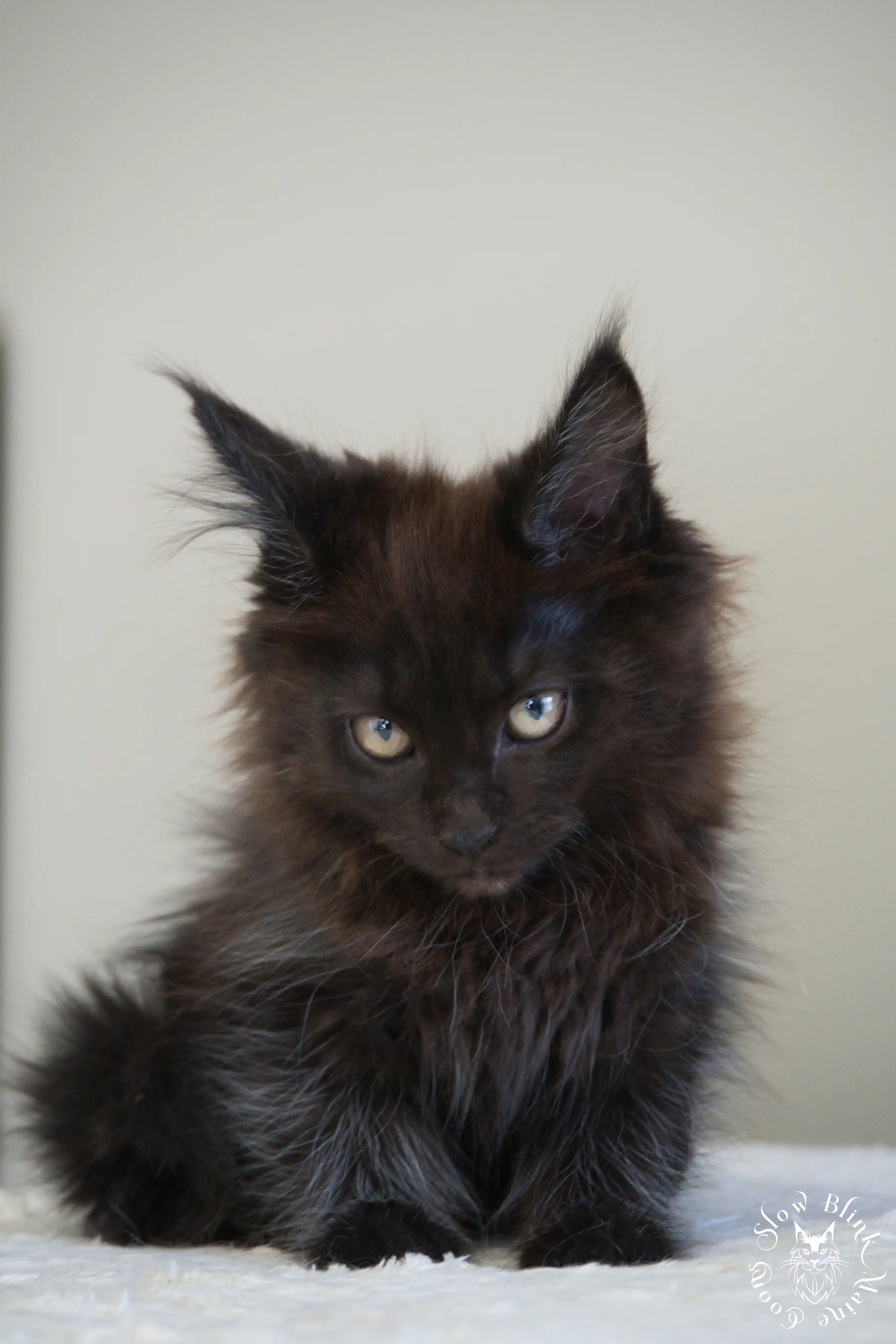 Black Maine Coon Kittens Maine Coon kitten for sale (now sold or kept in the cattery) photo