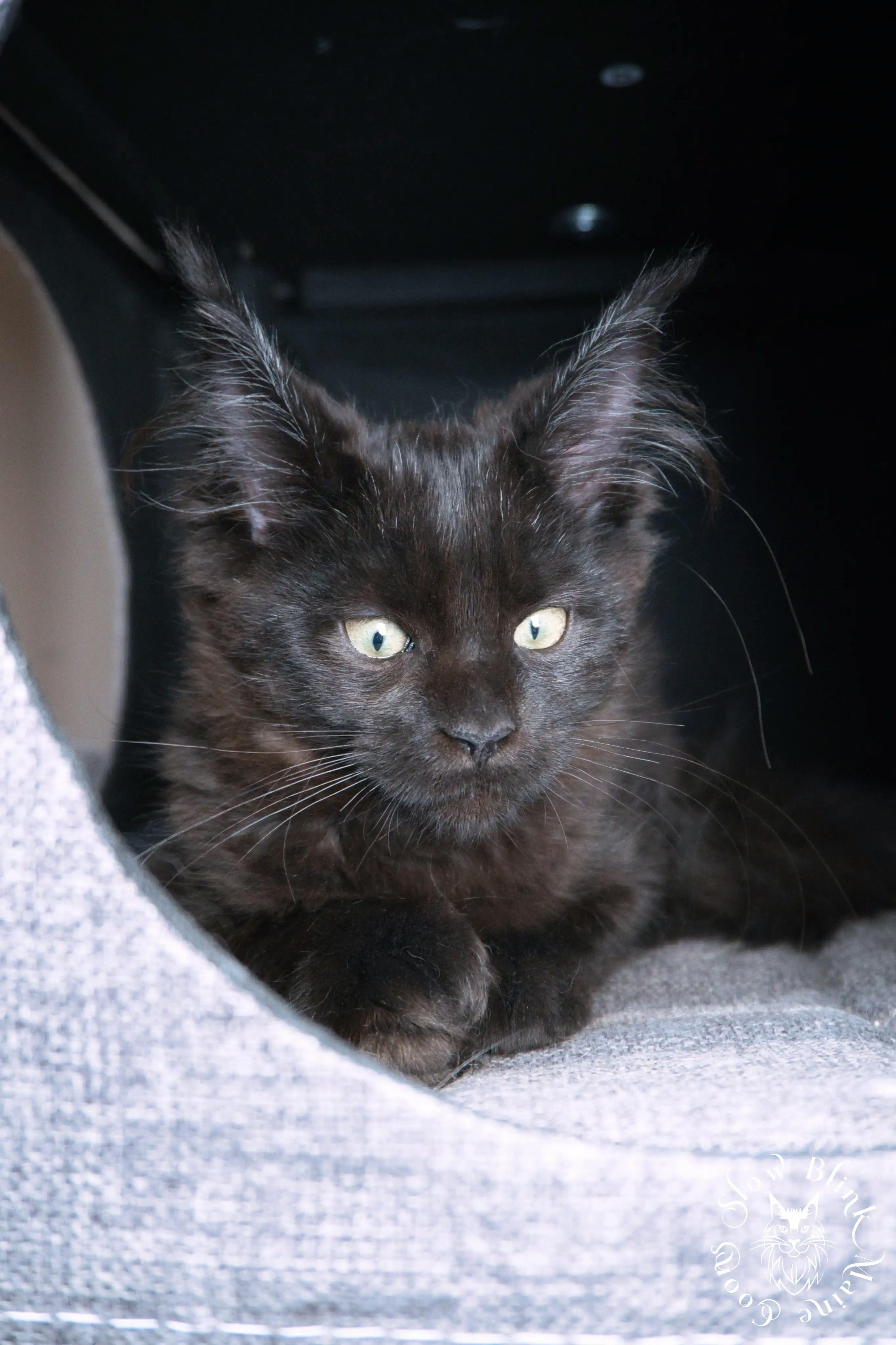 Black Maine Coon Kittens > black | maine coon kitten slowblinkmainecoons | ems code n | 04