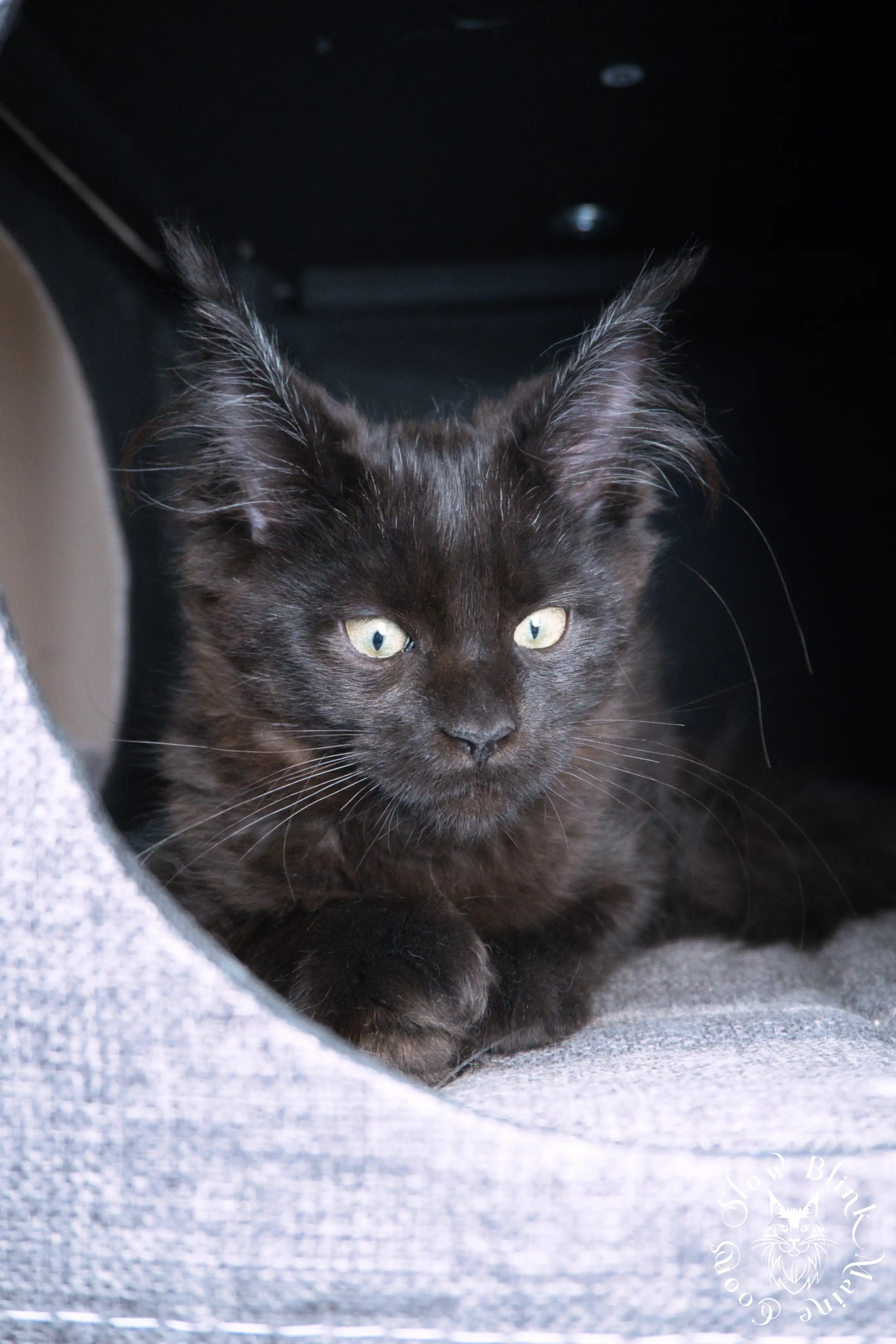 Maine Coon kitten for sale (now sold or kept in the cattery) photo