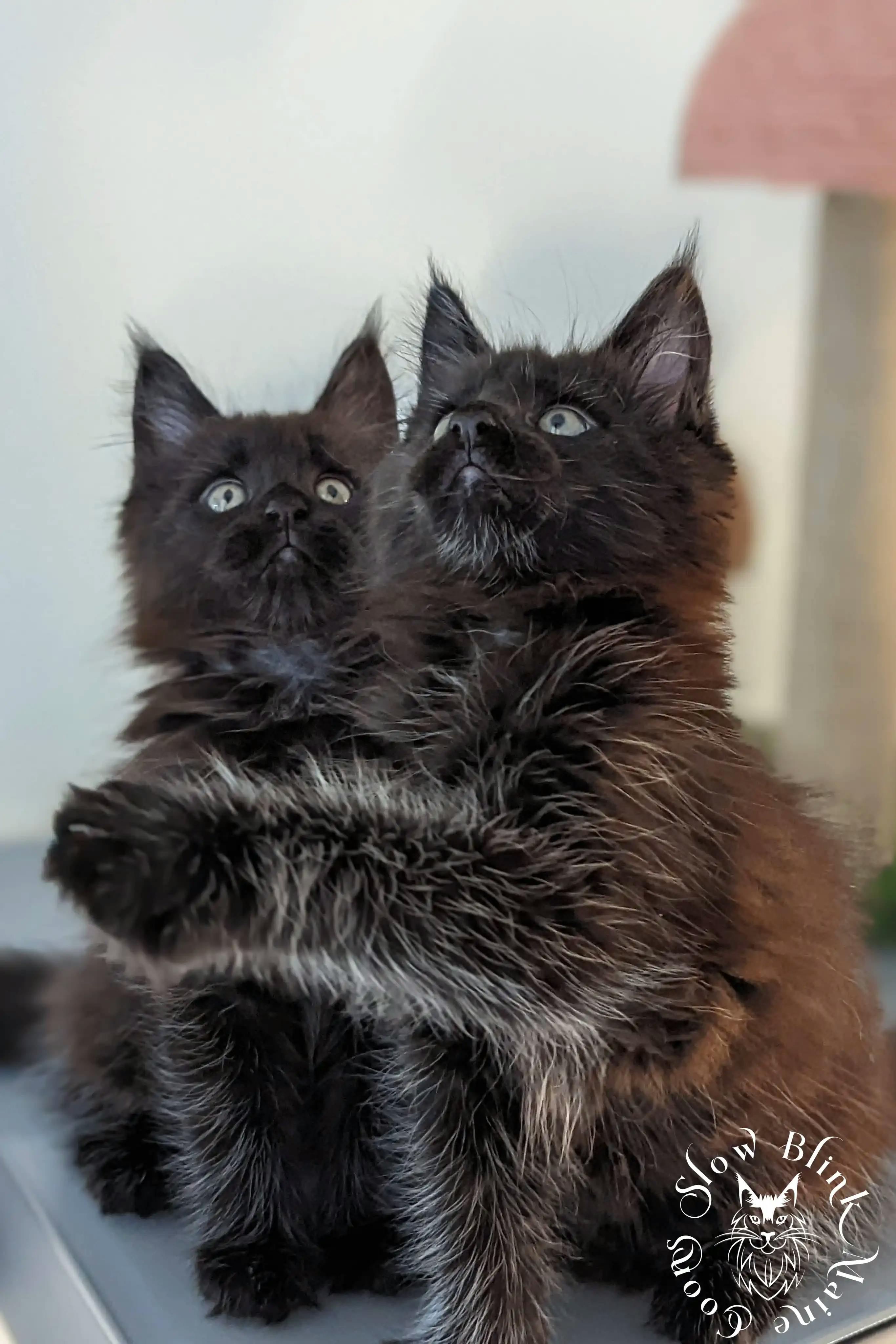 Black Maine Coon Kittens > black | maine coon kitten slowblinkmainecoons | ems code n | 06