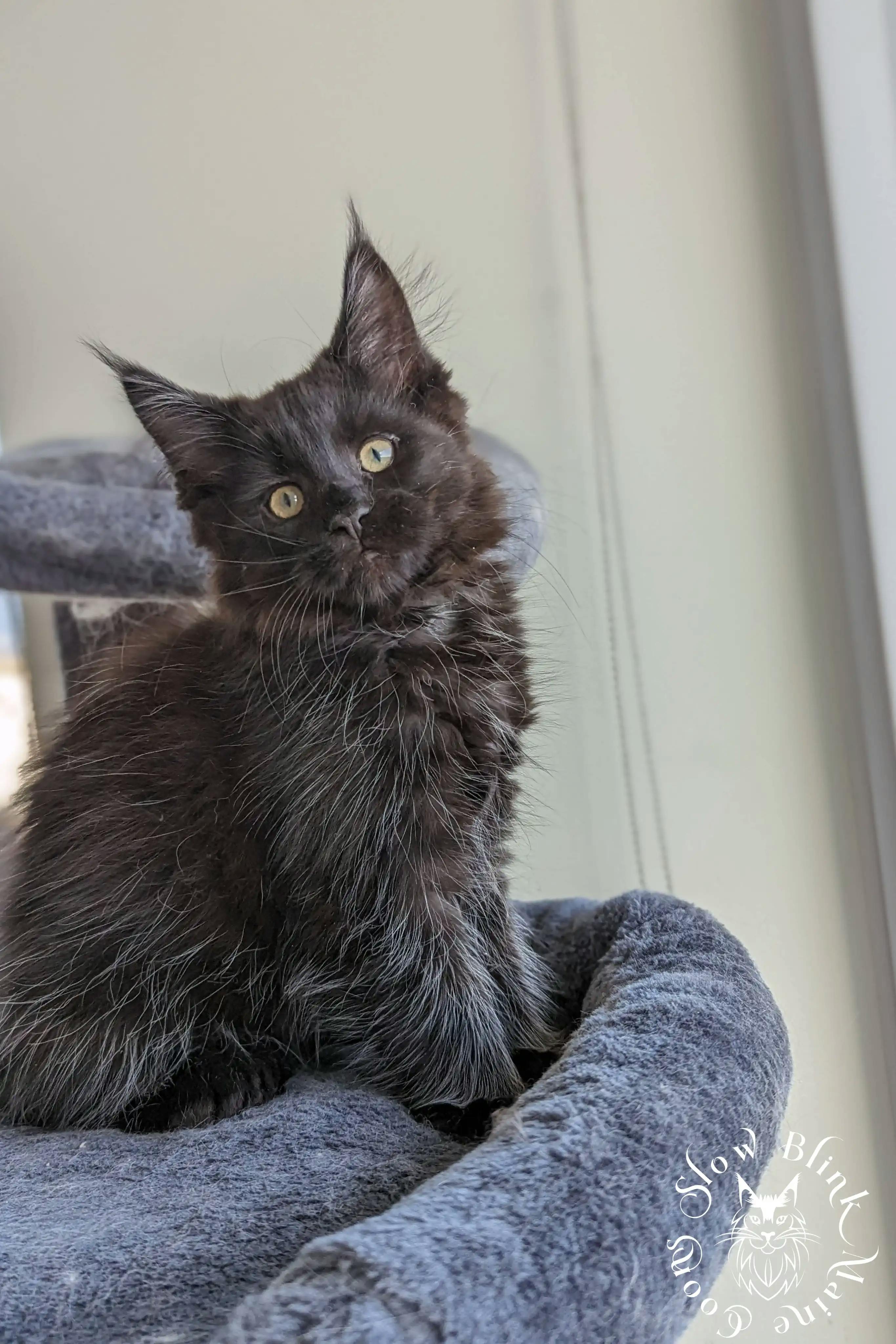 Black Maine Coon Kittens > black | maine coon kitten slowblinkmainecoons | ems code n | 1000