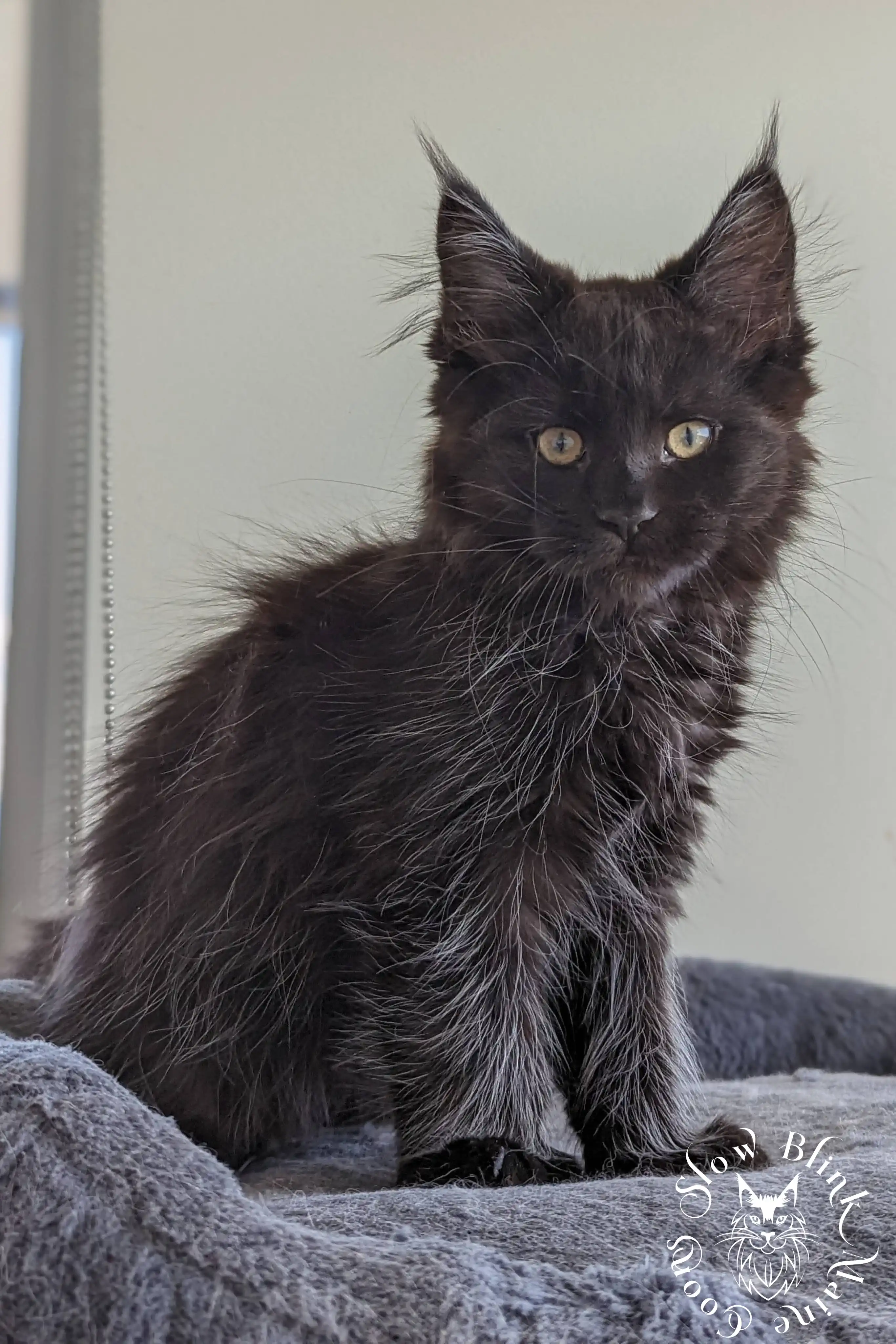 Black Maine Coon Kittens > black | maine coon kitten slowblinkmainecoons | ems code n | 1002