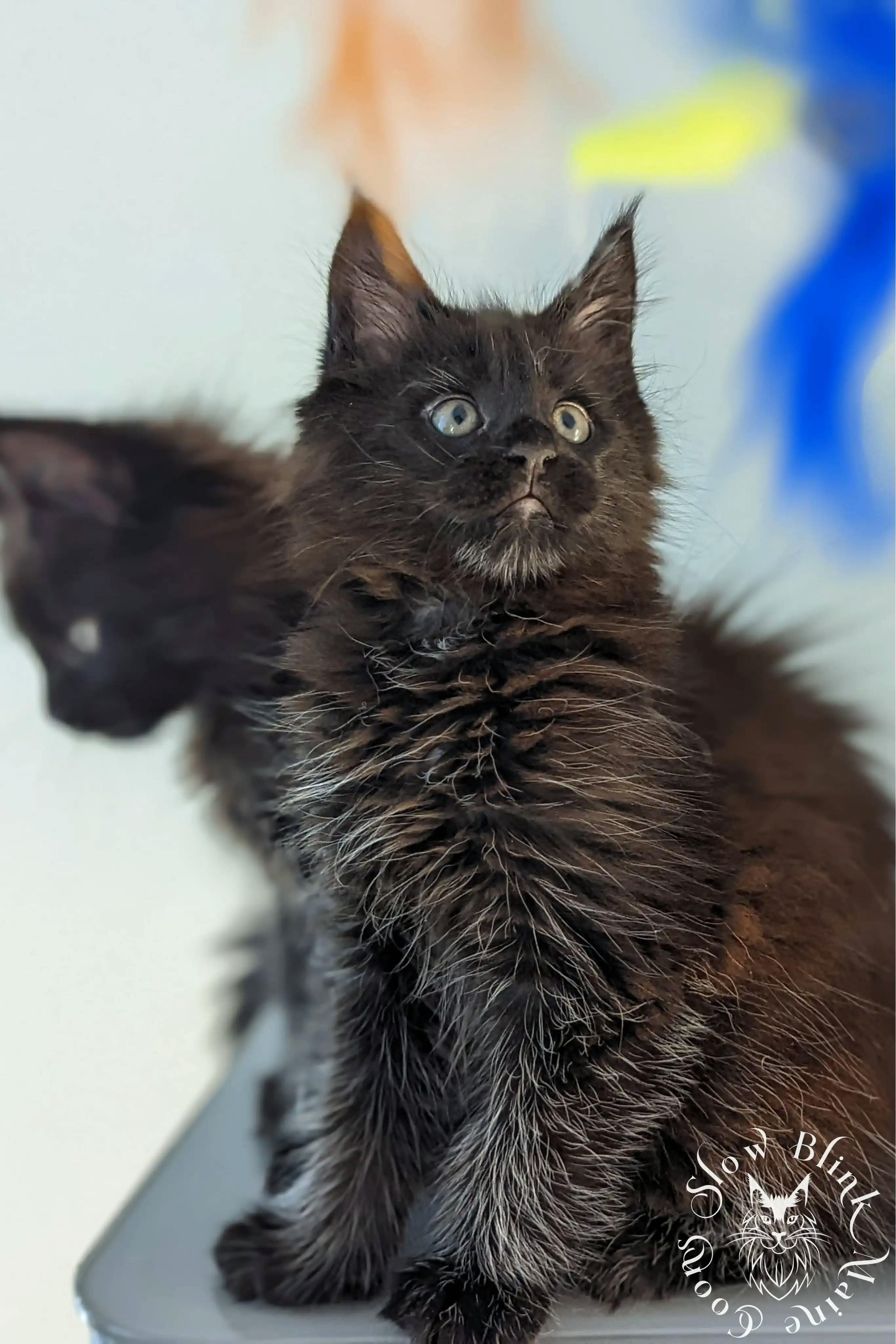 Black Maine Coon Kittens > black | maine coon kitten slowblinkmainecoons | ems code n | 1019