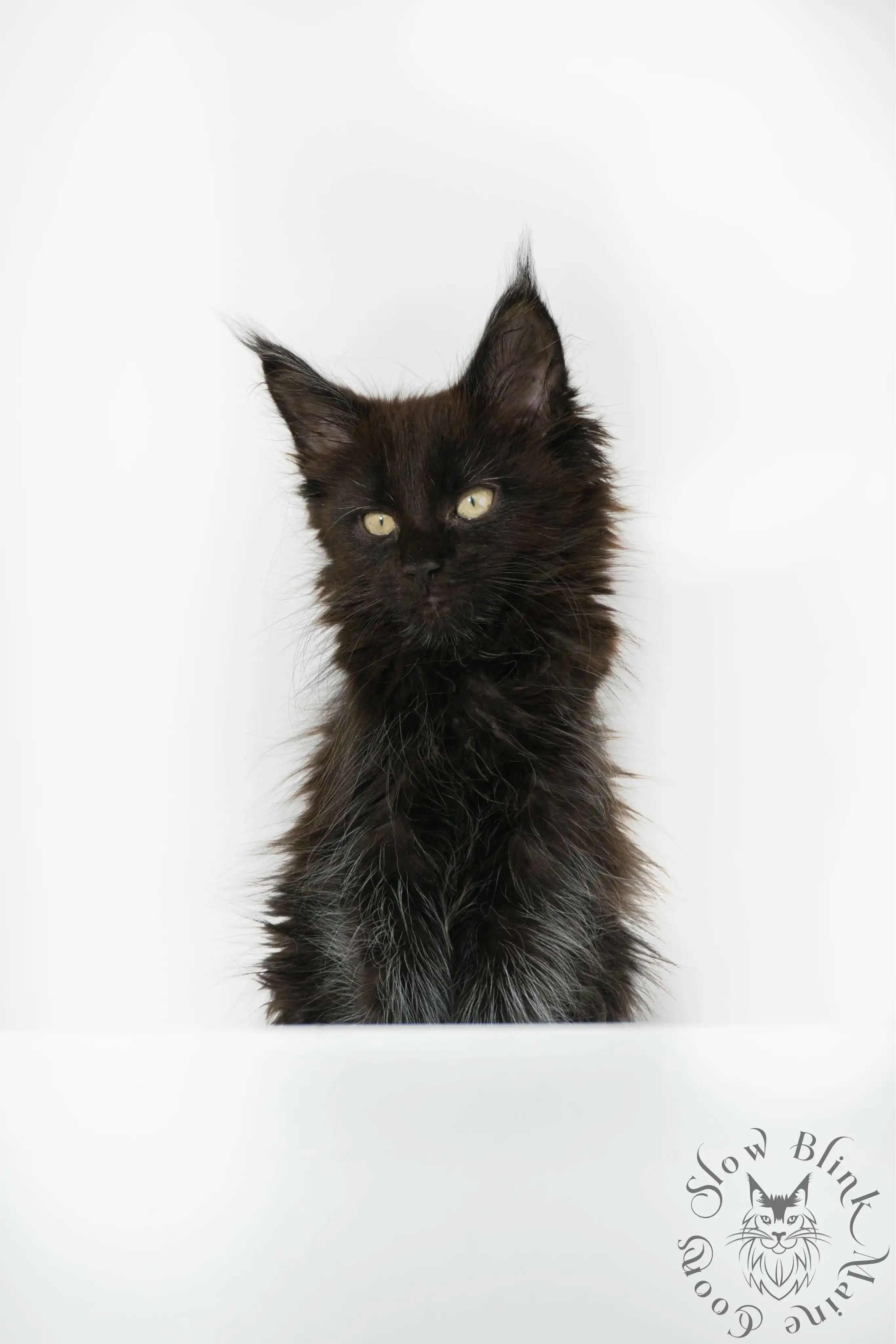 Black Maine Coon Kittens > black | maine coon kitten slowblinkmainecoons | ems code n | 1022