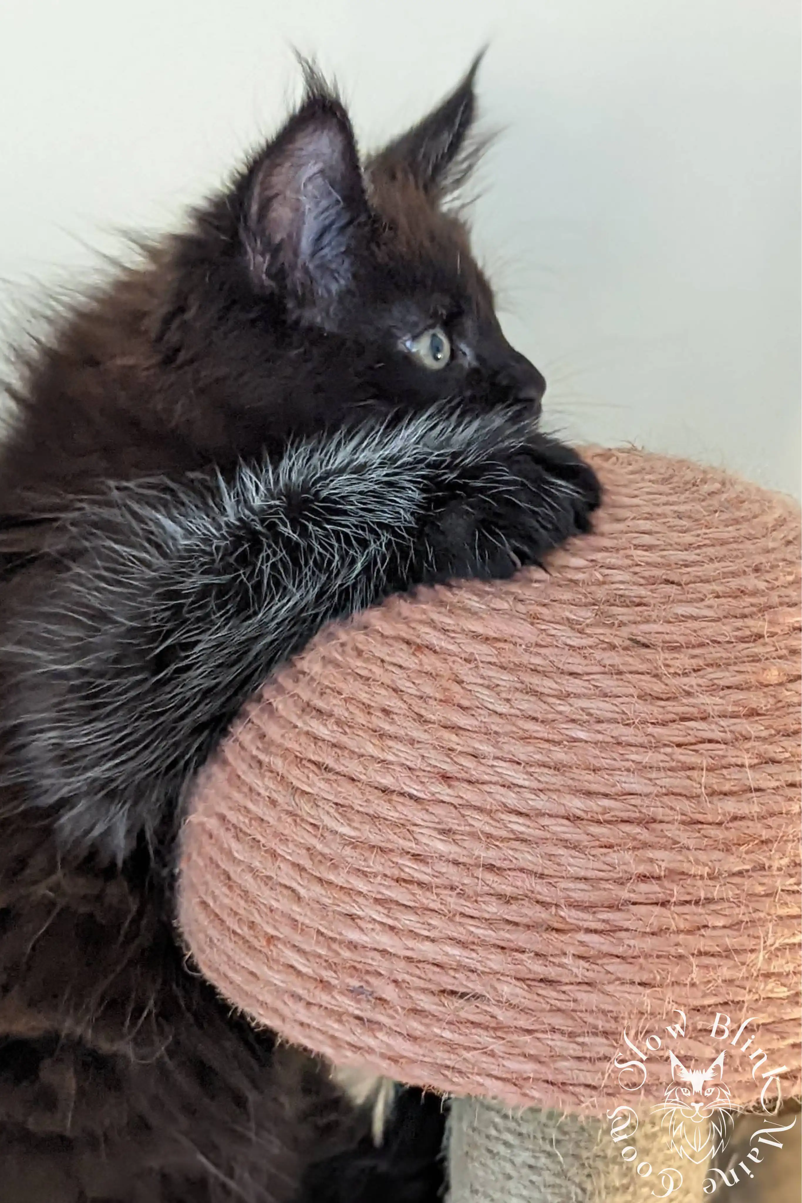 Black Maine Coon Kittens > black | maine coon kitten slowblinkmainecoons | ems code n | 1024