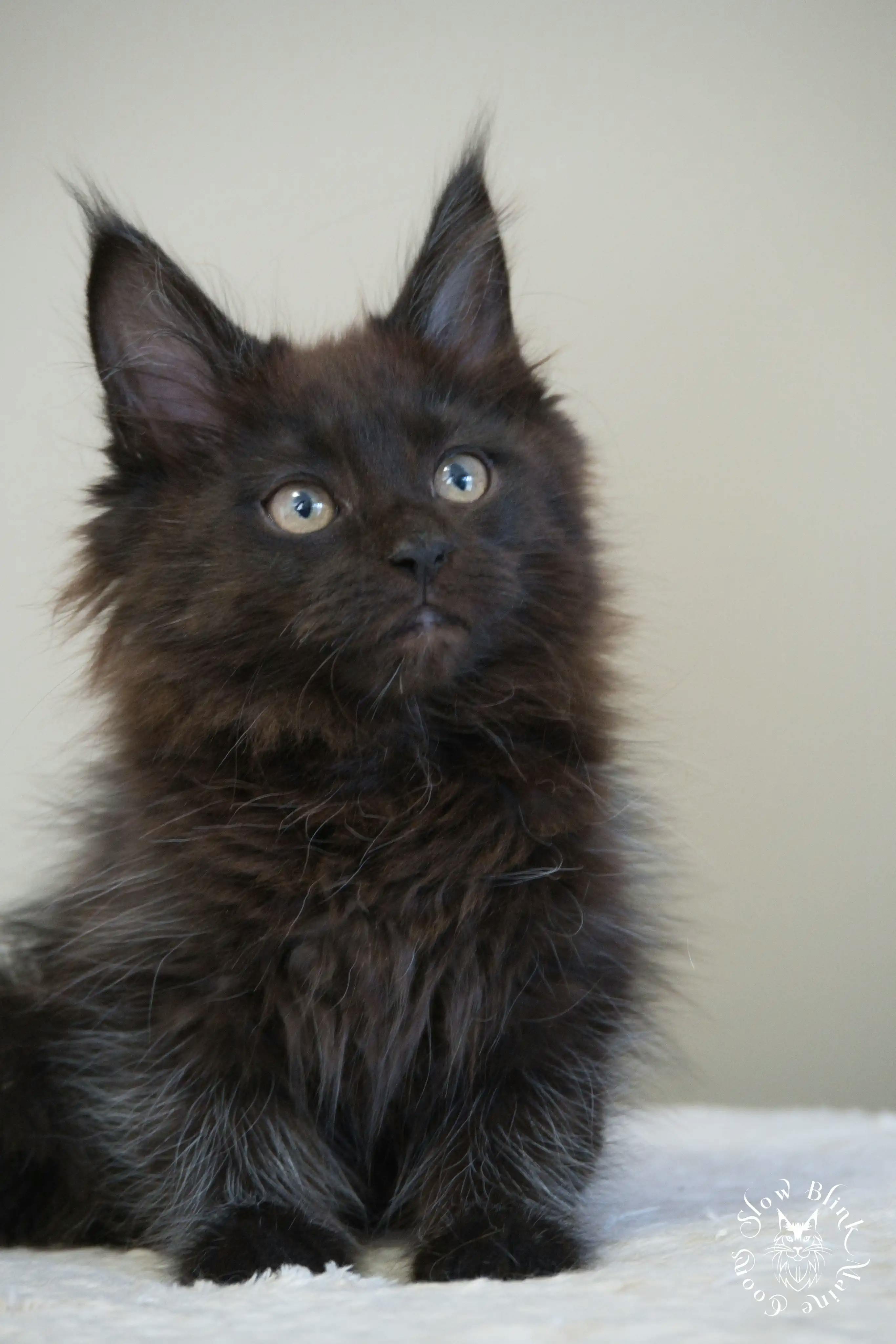 Black Maine Coon Kittens > black | maine coon kitten slowblinkmainecoons | ems code n | 276