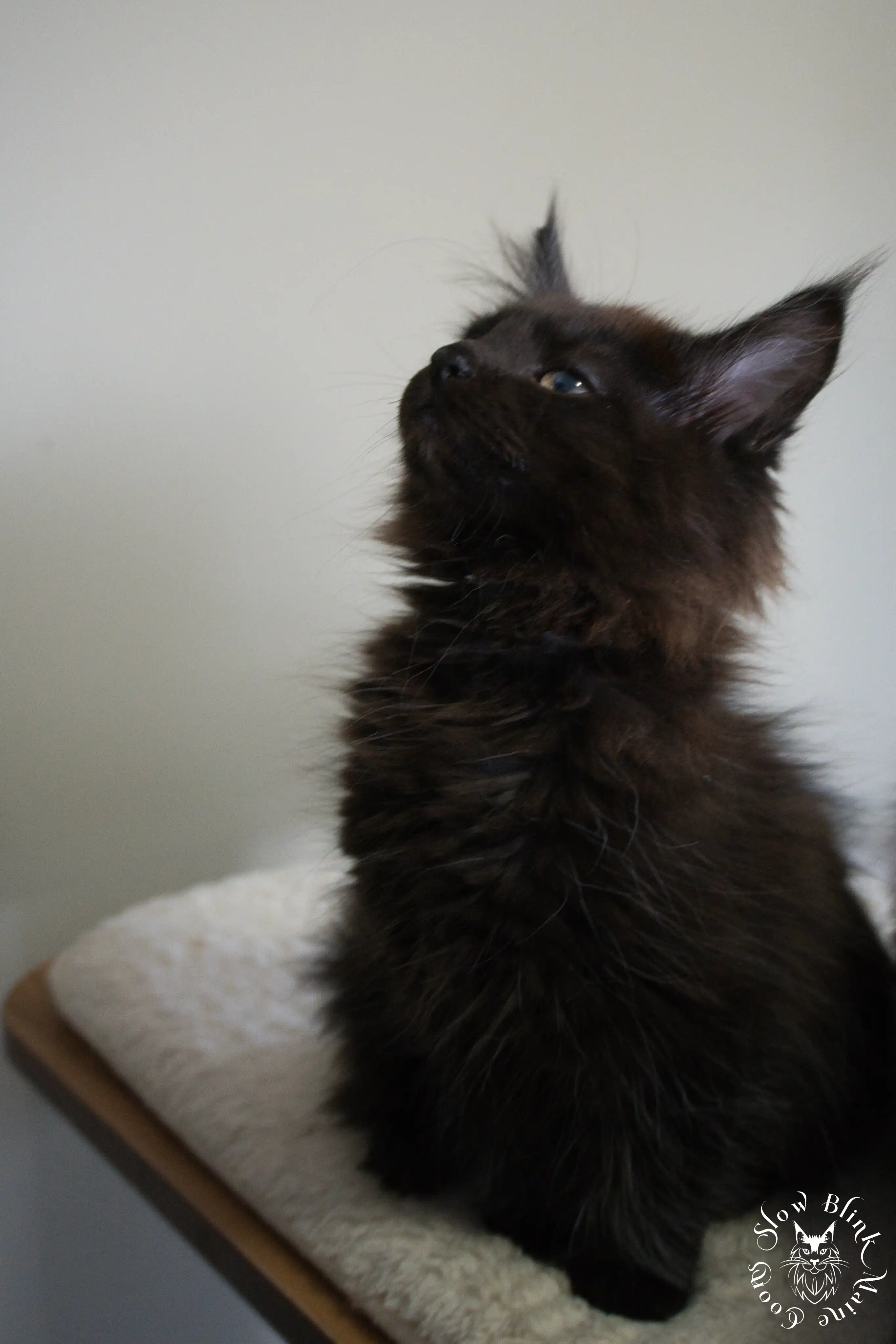 Black Maine Coon Kittens > black | maine coon kitten slowblinkmainecoons | ems code n | 277