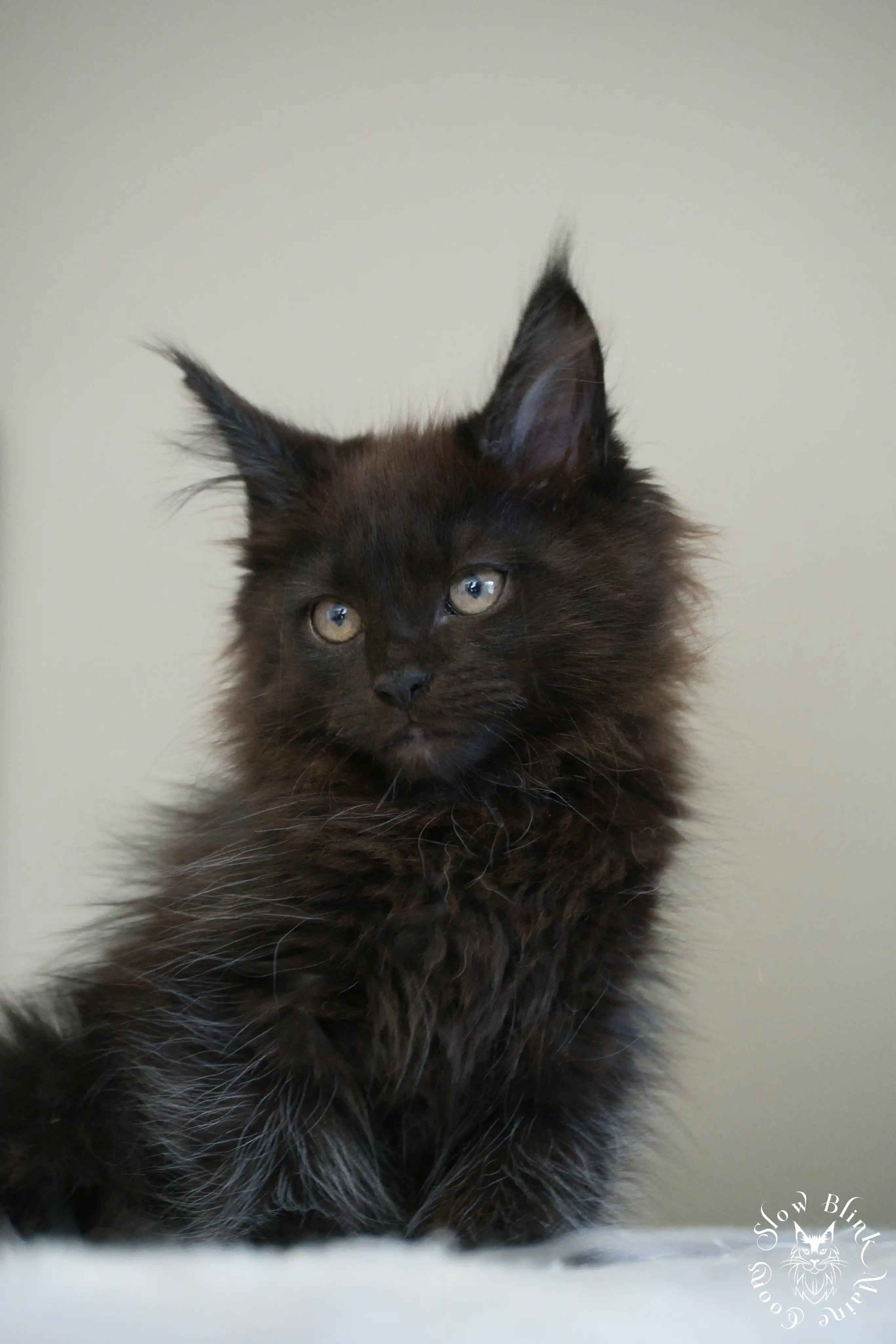 Black Maine Coon Kittens > black | maine coon kitten slowblinkmainecoons | ems code n | 279