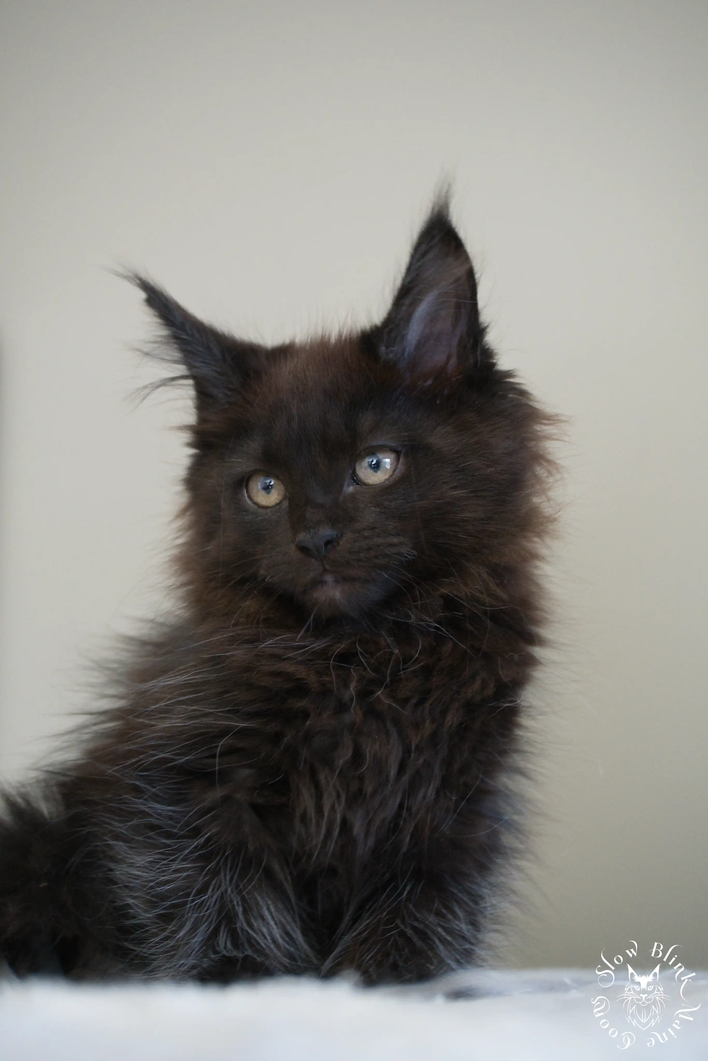 Black Maine Coon Kittens > black | maine coon kitten slowblinkmainecoons | ems code n | 279