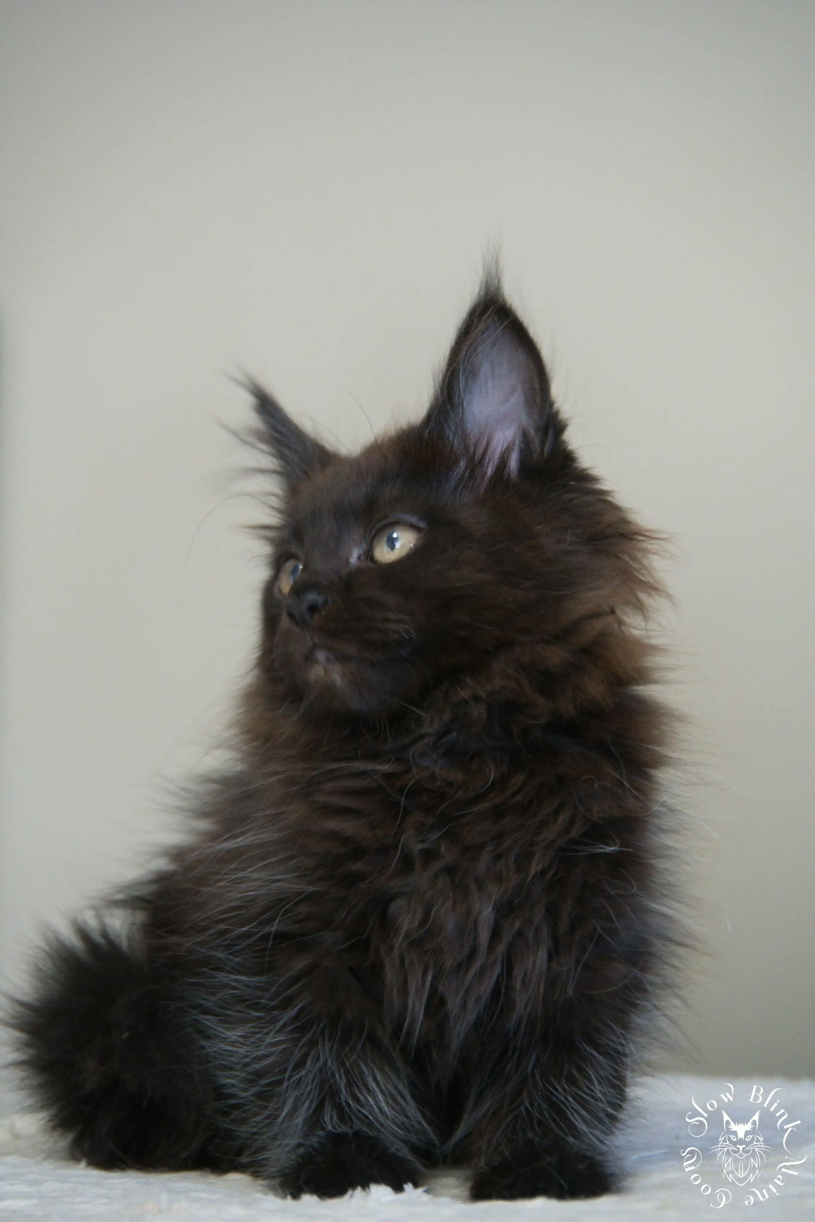 Black Maine Coon Kittens > black | maine coon kitten slowblinkmainecoons | ems code n | 281