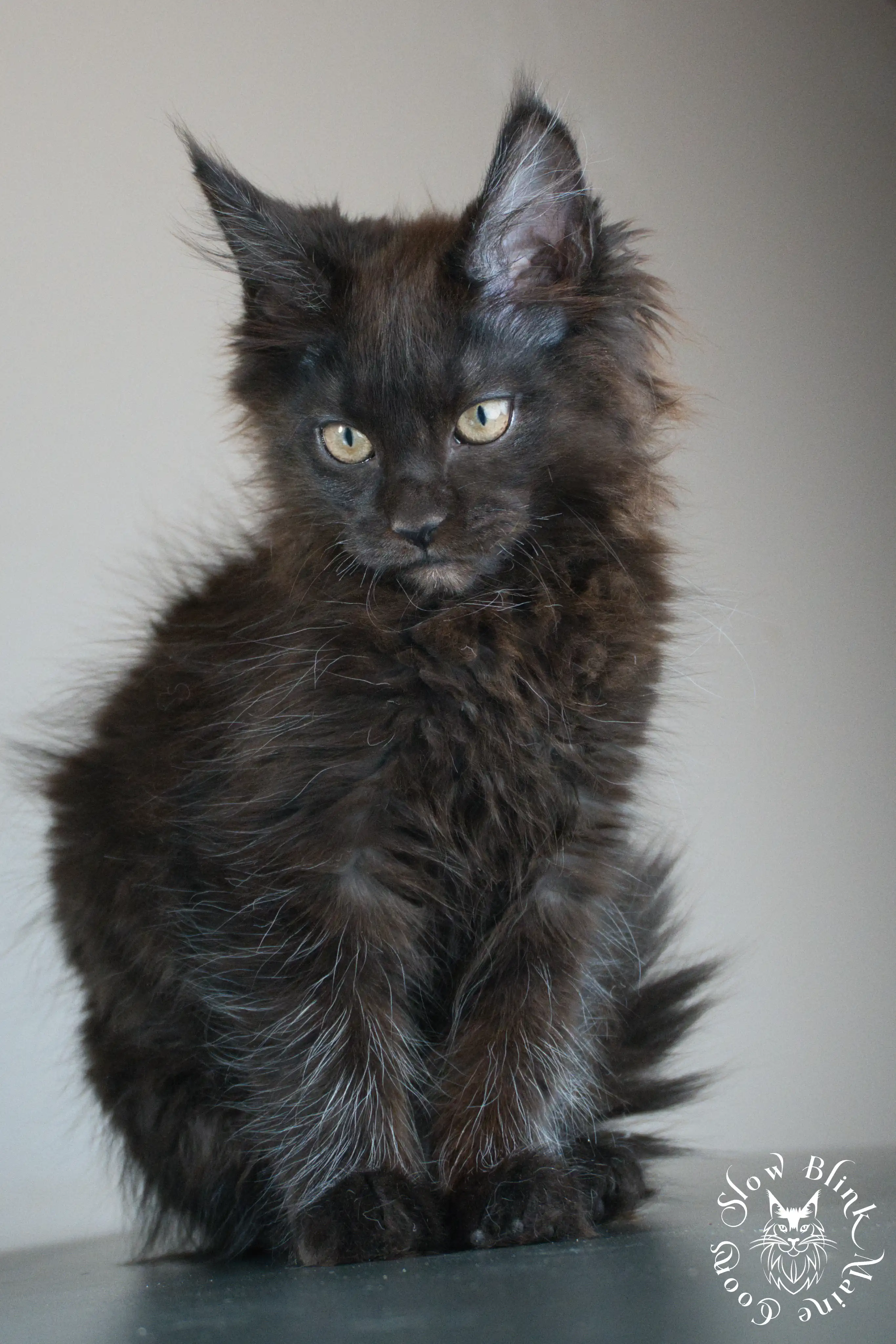 Black Maine Coon Kittens > black | maine coon kitten slowblinkmainecoons | ems code n | 479