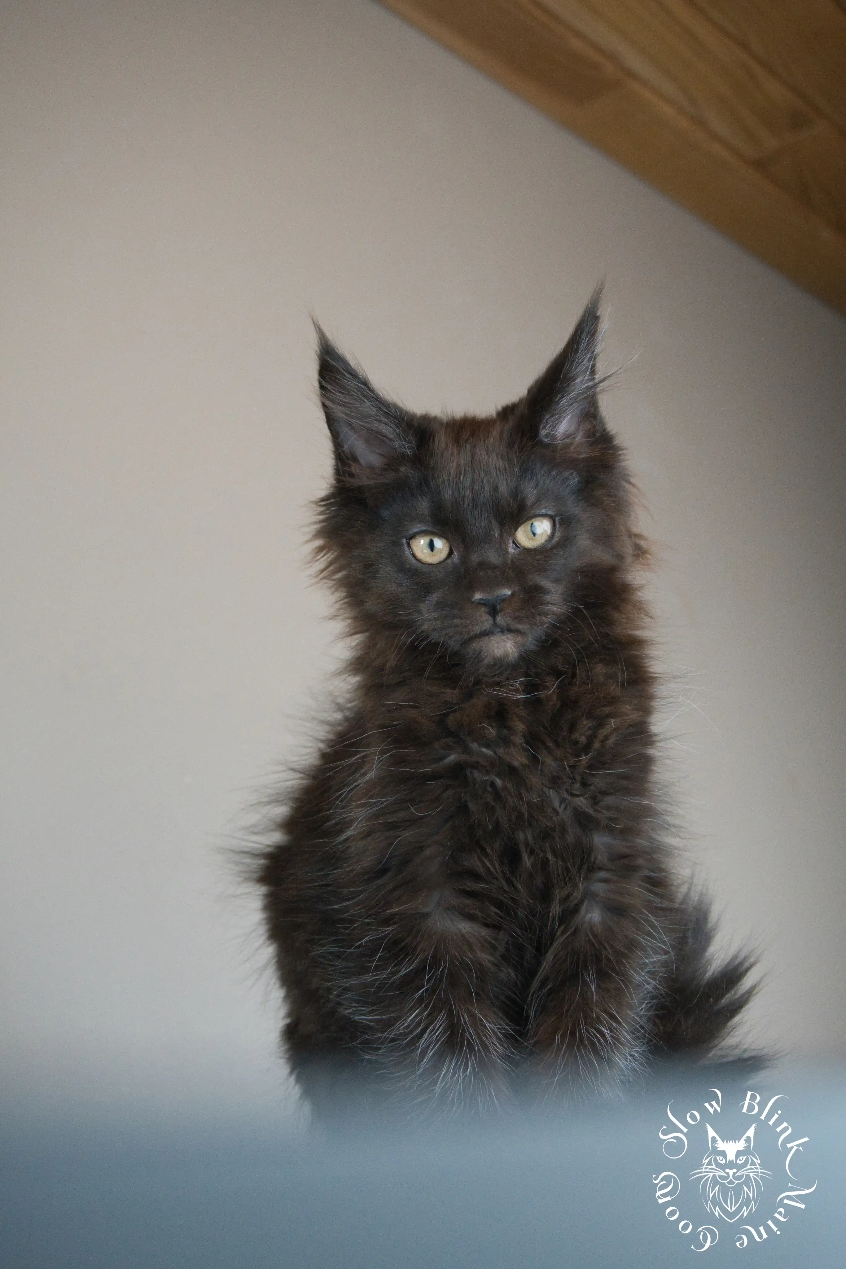 Black Maine Coon Kittens > black | maine coon kitten slowblinkmainecoons | ems code n | 480