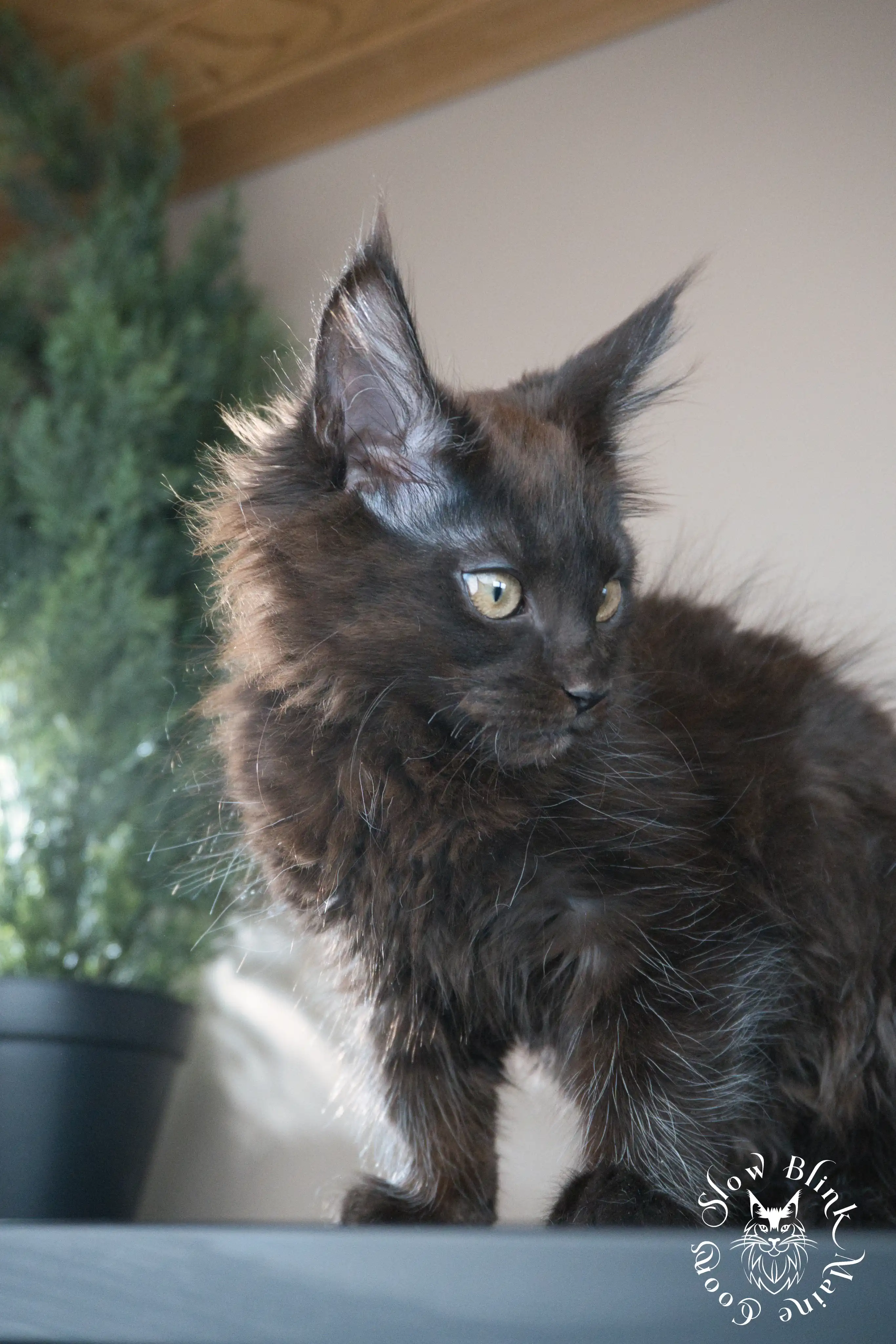 Black Maine Coon Kittens > black | maine coon kitten slowblinkmainecoons | ems code n | 481