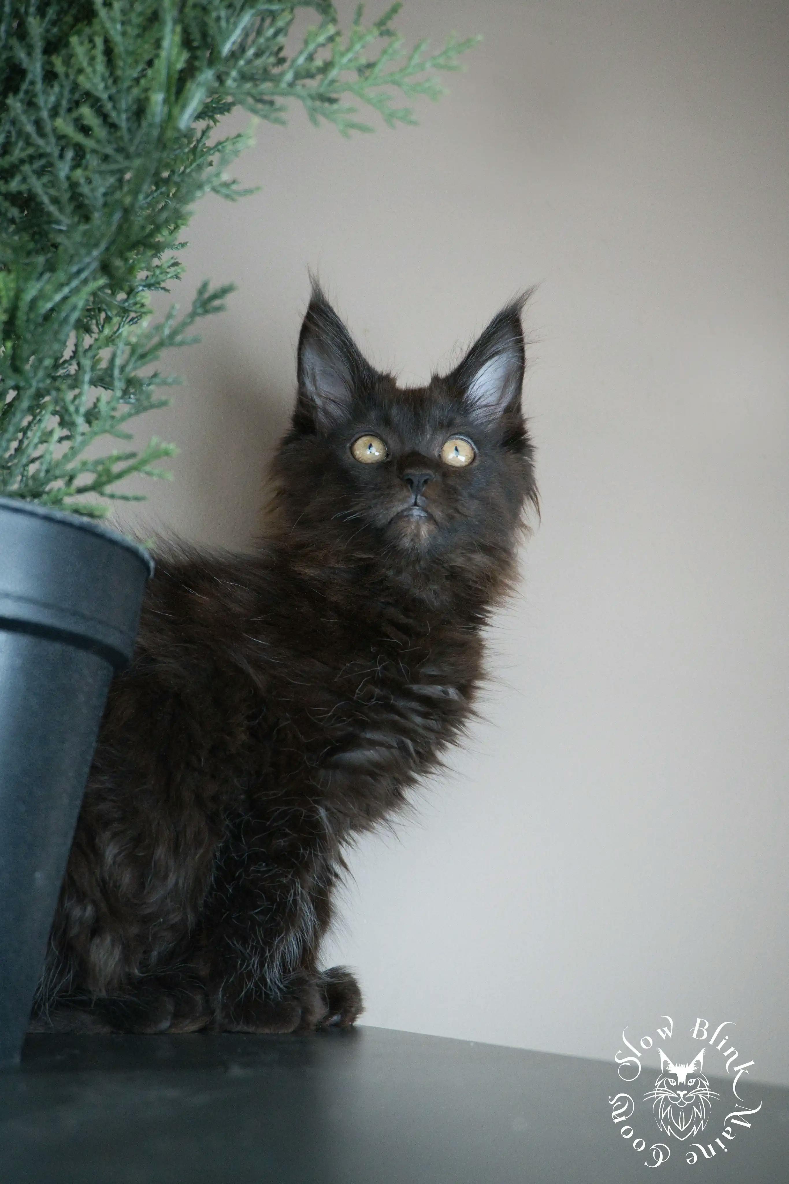 Black Maine Coon Kittens > black | maine coon kitten slowblinkmainecoons | ems code n | 483