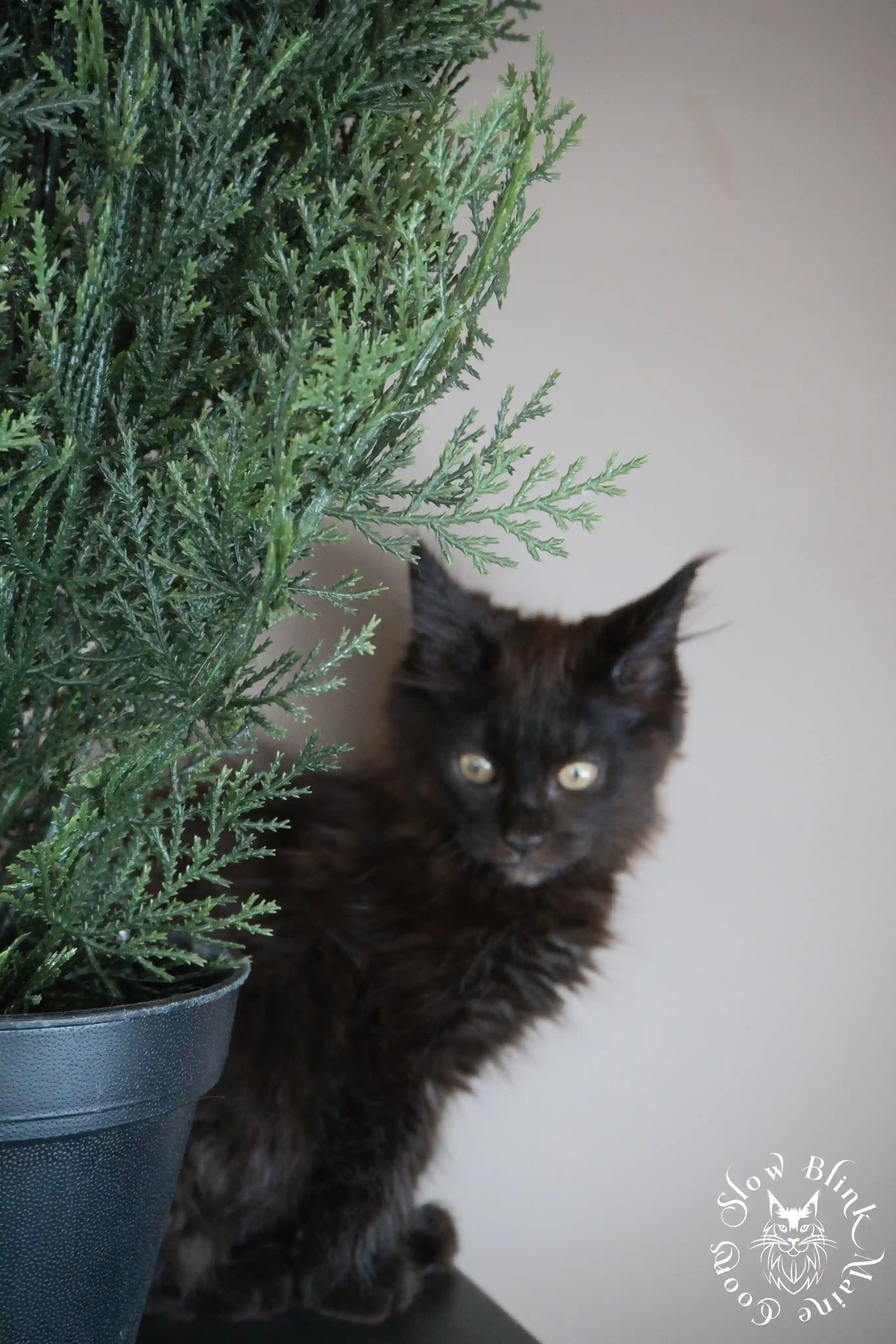 Black Maine Coon Kittens > black | maine coon kitten slowblinkmainecoons | ems code n | 484