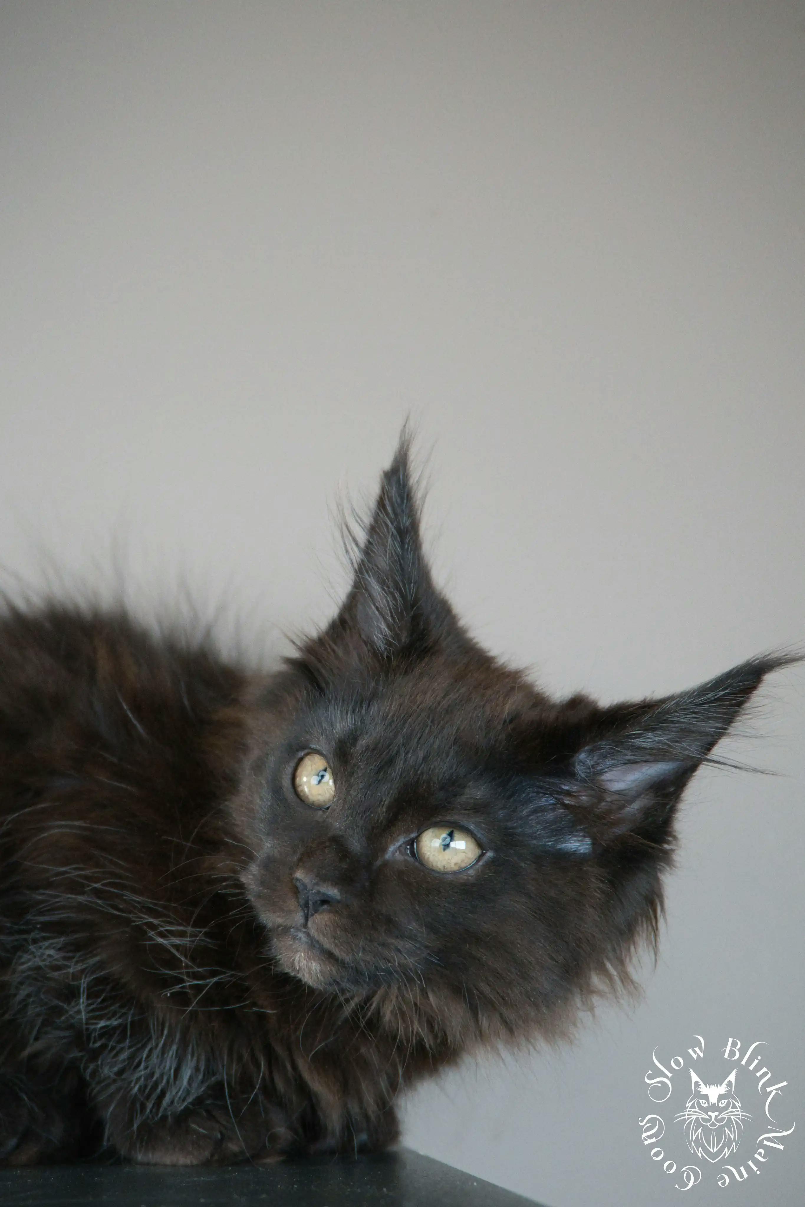 Black Maine Coon Kittens > black | maine coon kitten slowblinkmainecoons | ems code n | 485