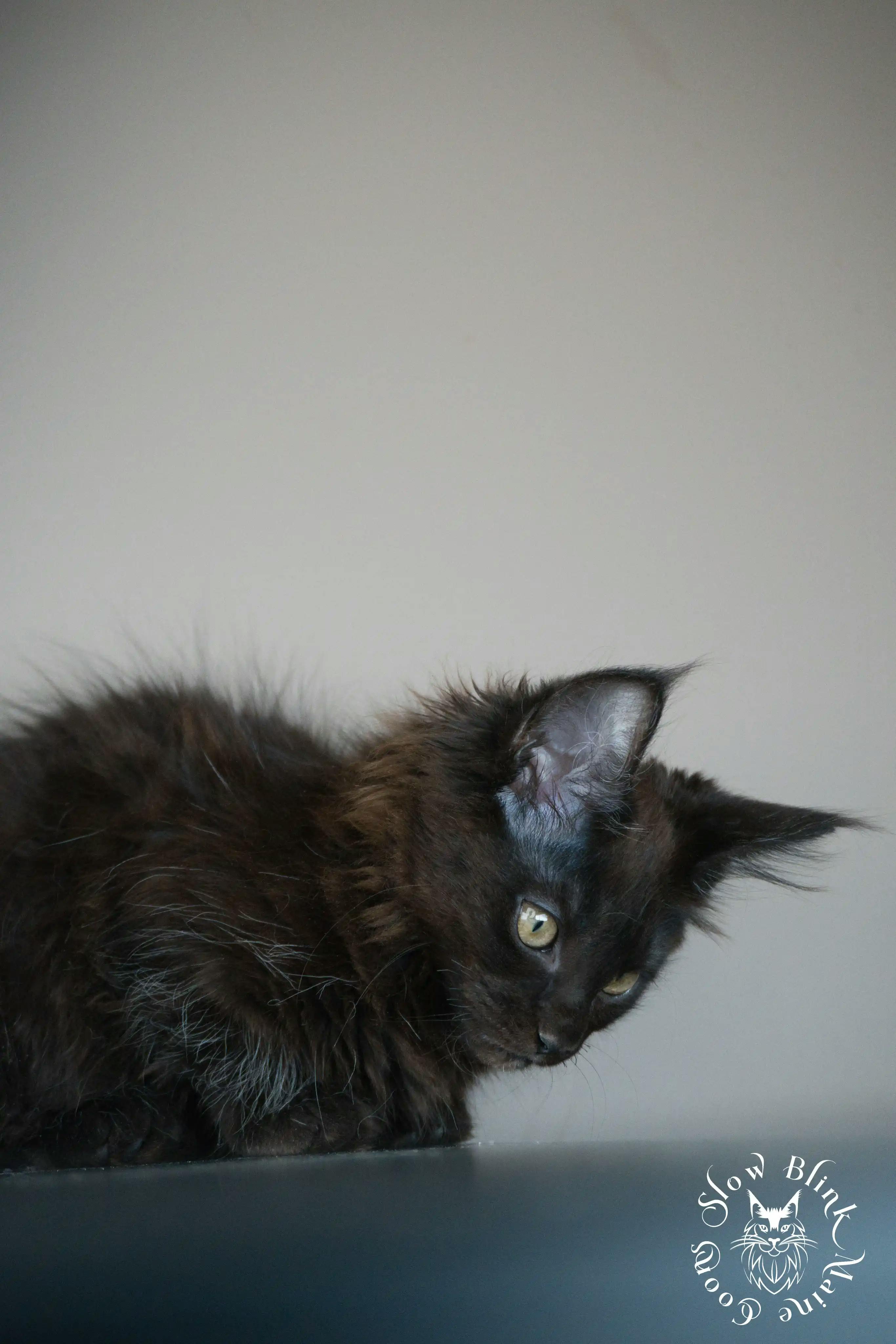Black Maine Coon Kittens > black | maine coon kitten slowblinkmainecoons | ems code n | 486
