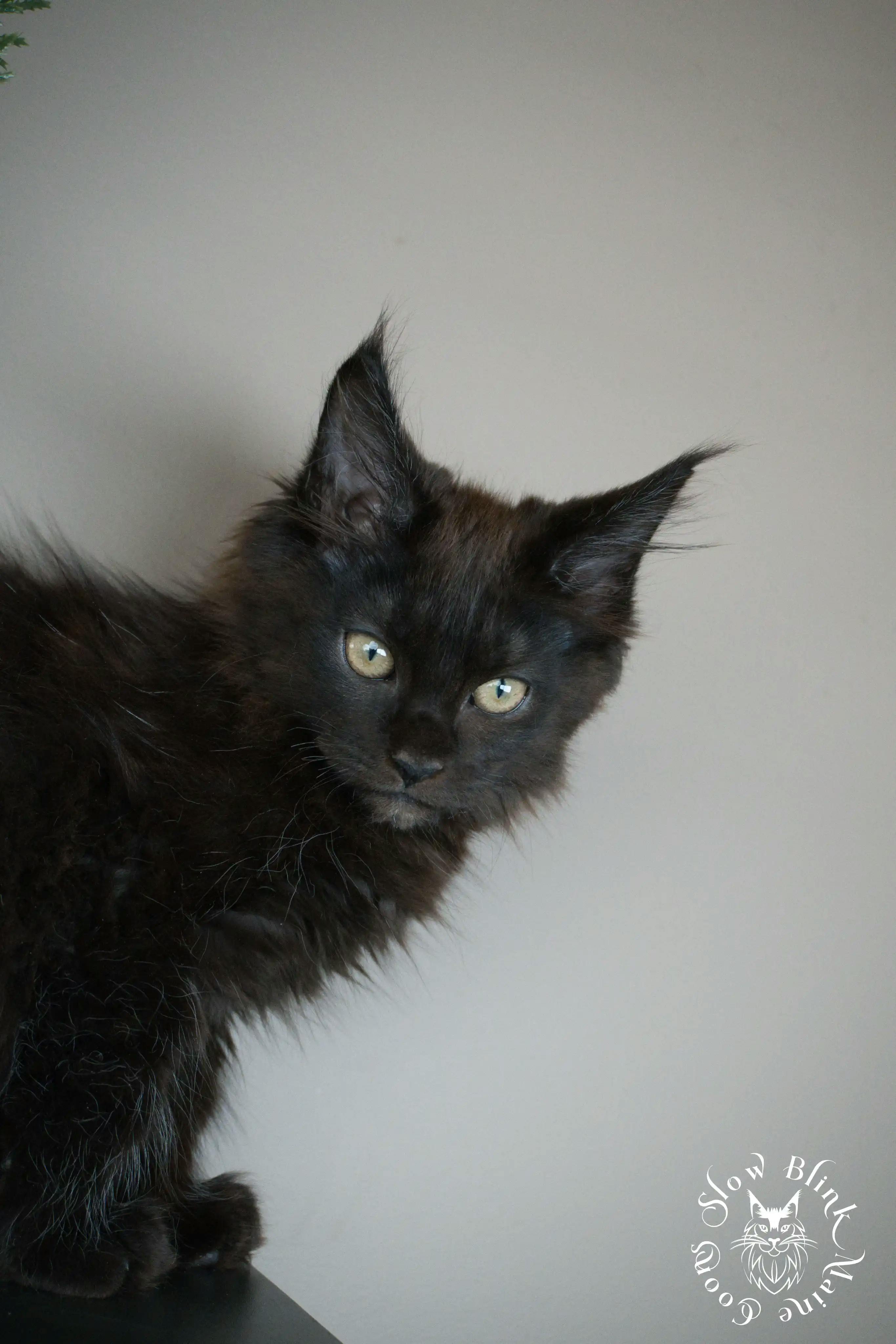 Black Maine Coon Kittens > black | maine coon kitten slowblinkmainecoons | ems code n | 487