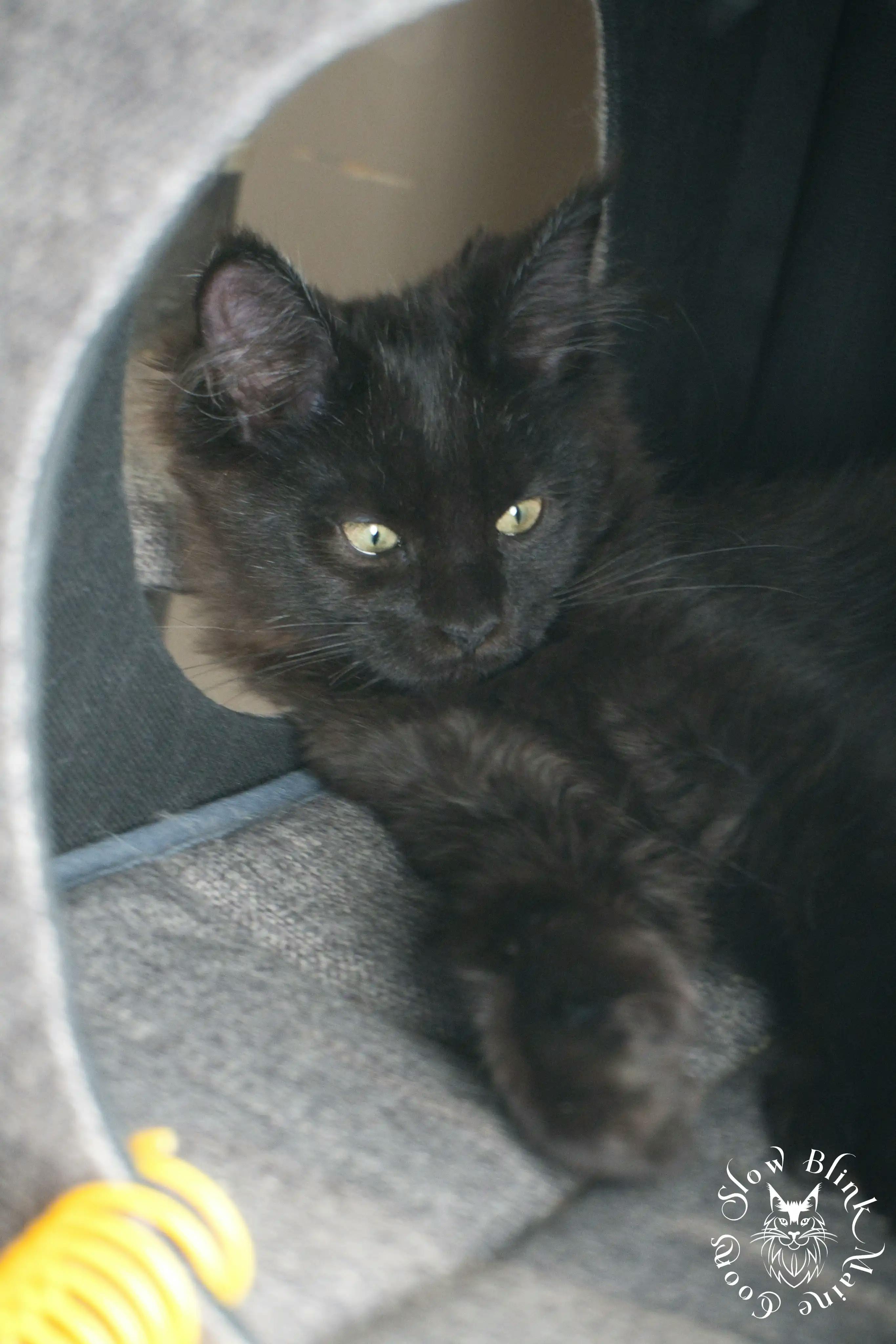 Black Maine Coon Kittens > black | maine coon kitten slowblinkmainecoons | ems code n | 554